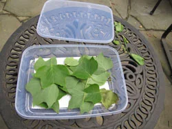 Green leaves inside a clear plastic container with a blue lid on a metal table.