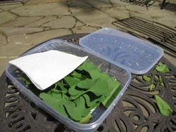 A plastic container with some green leaves and a white piece of paper inside, placed on an outdoor metal table with a stone patio in the background.