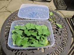 Green leaves inside a plastic container on an outdoor table.
