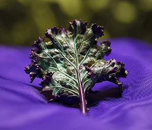 Natural Kale Leaf Pin