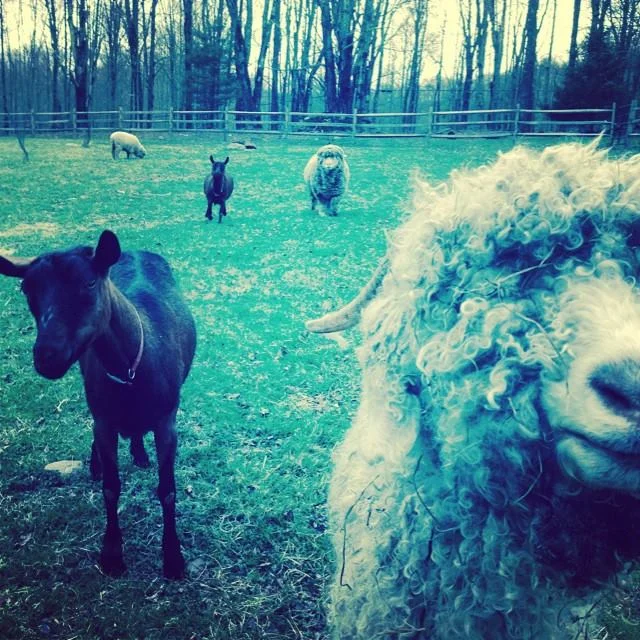 Sheep Shearing