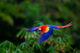 These Scarlett Macaws are everywhere, filling the trees right at the yoga deck