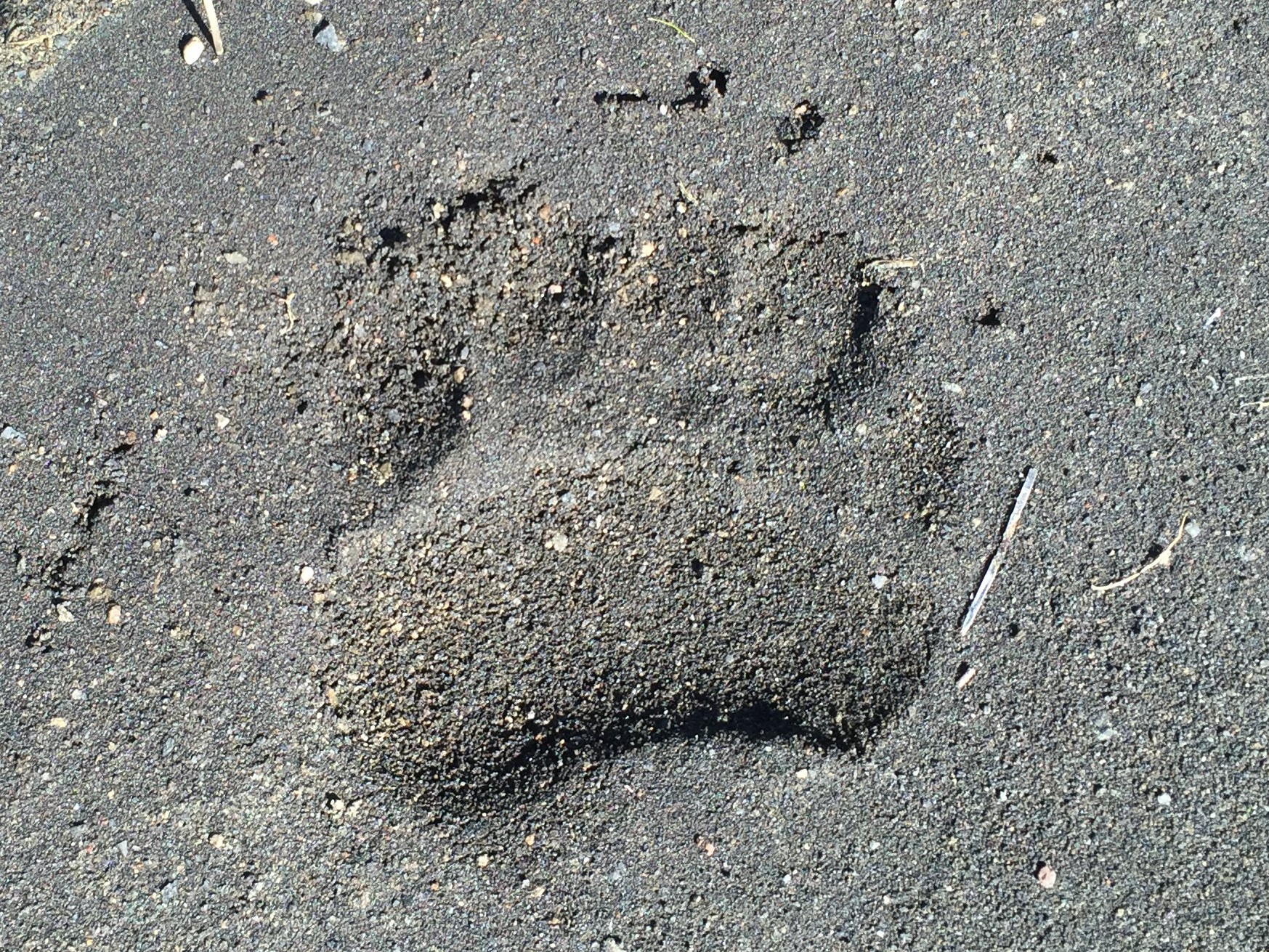 Bear paw print.jpg