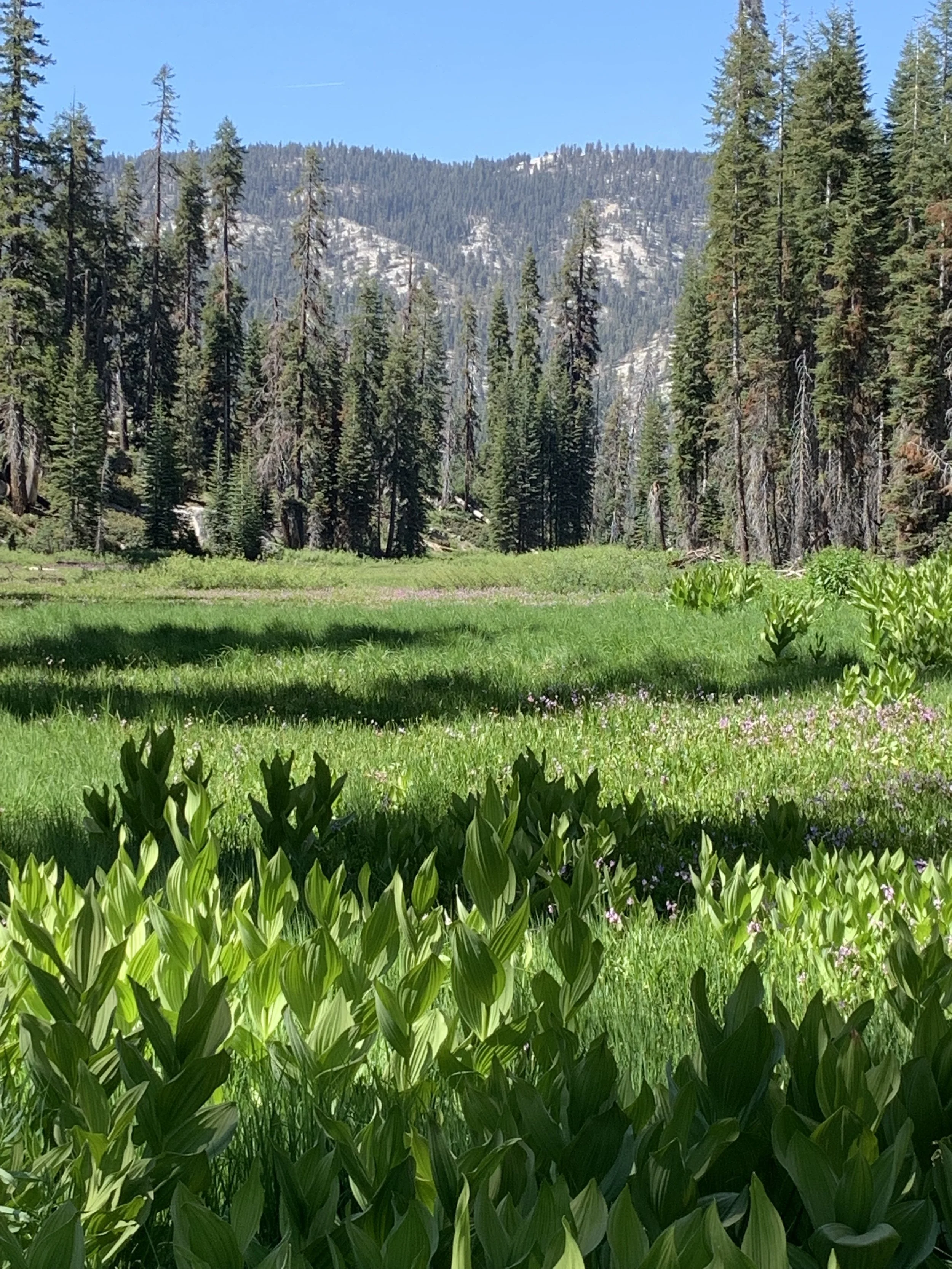 Sequia meadow 2019.jpg