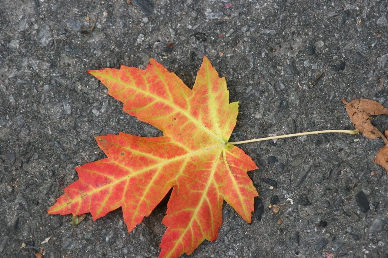 Maple Leaf