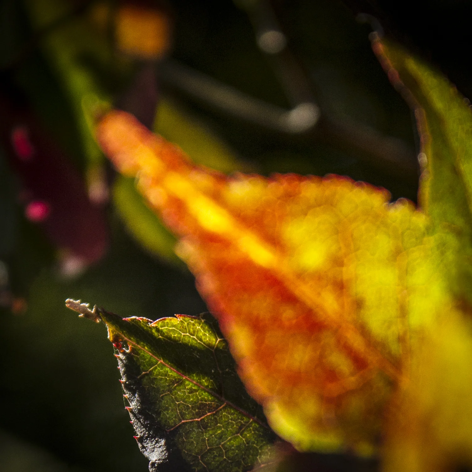 _MG_7899-Edit-Edit.jpg