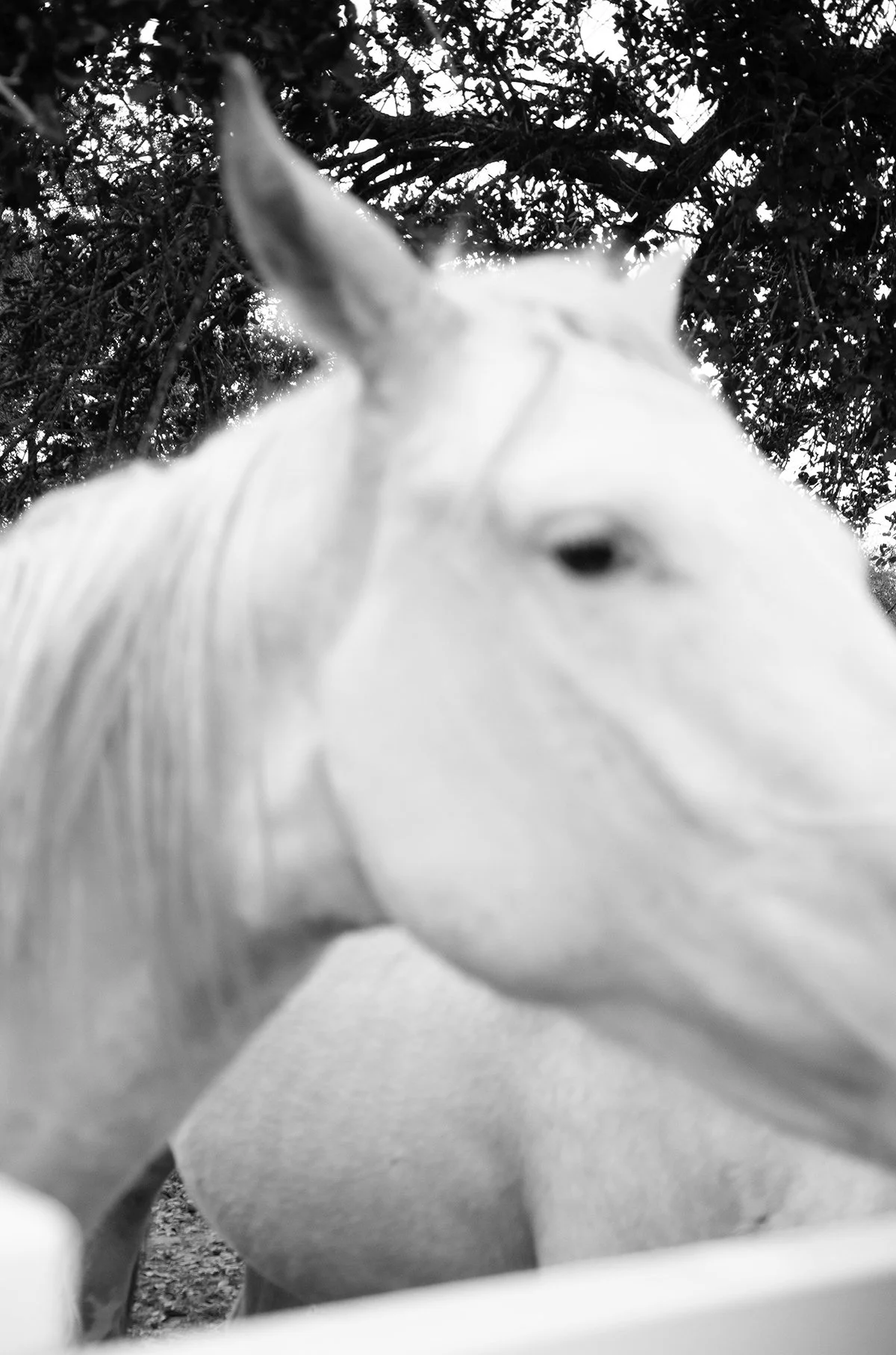 white3.jpg