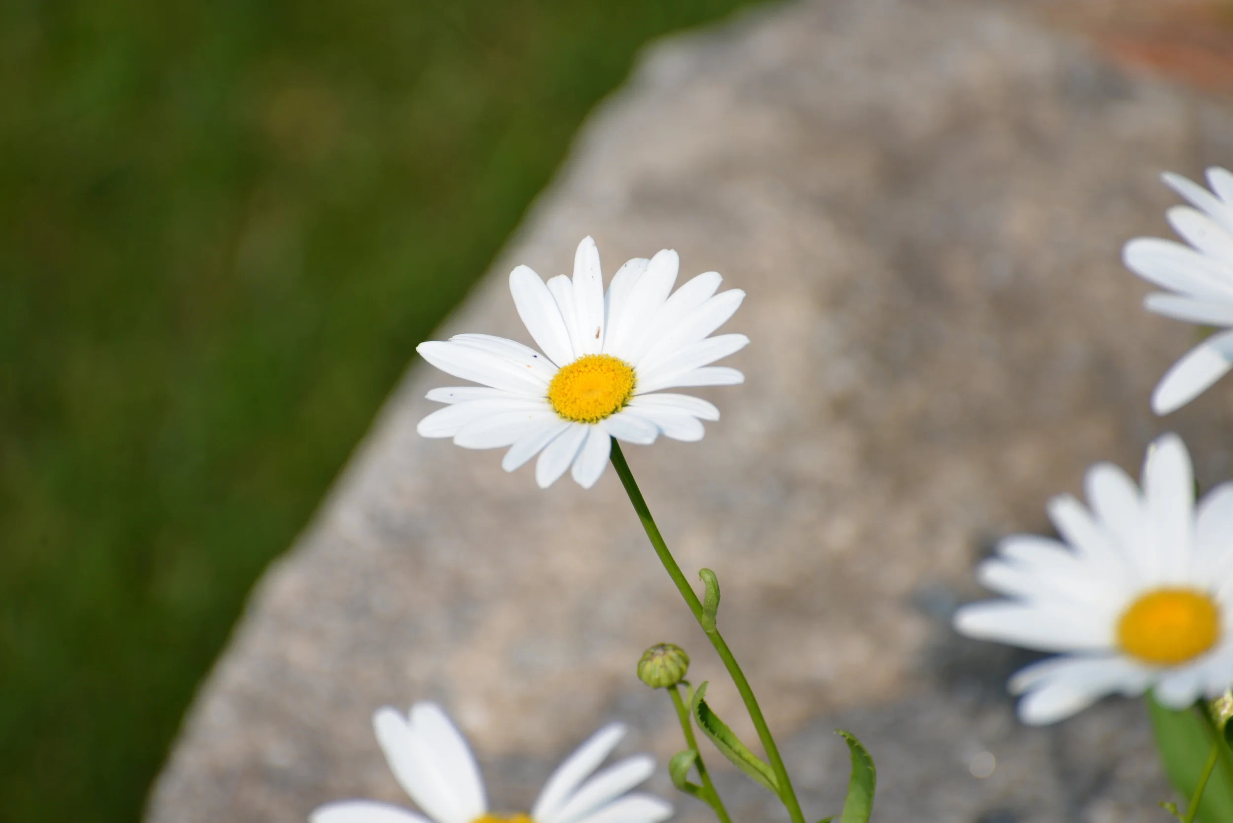 DSC_5679.JPG