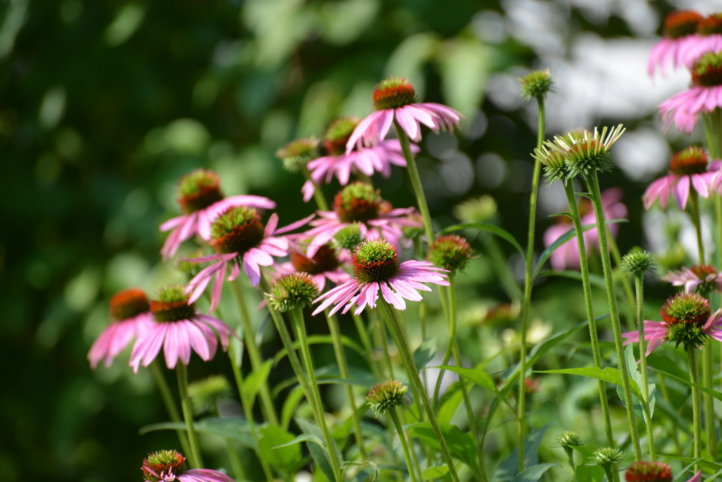 DSC_5701.JPG