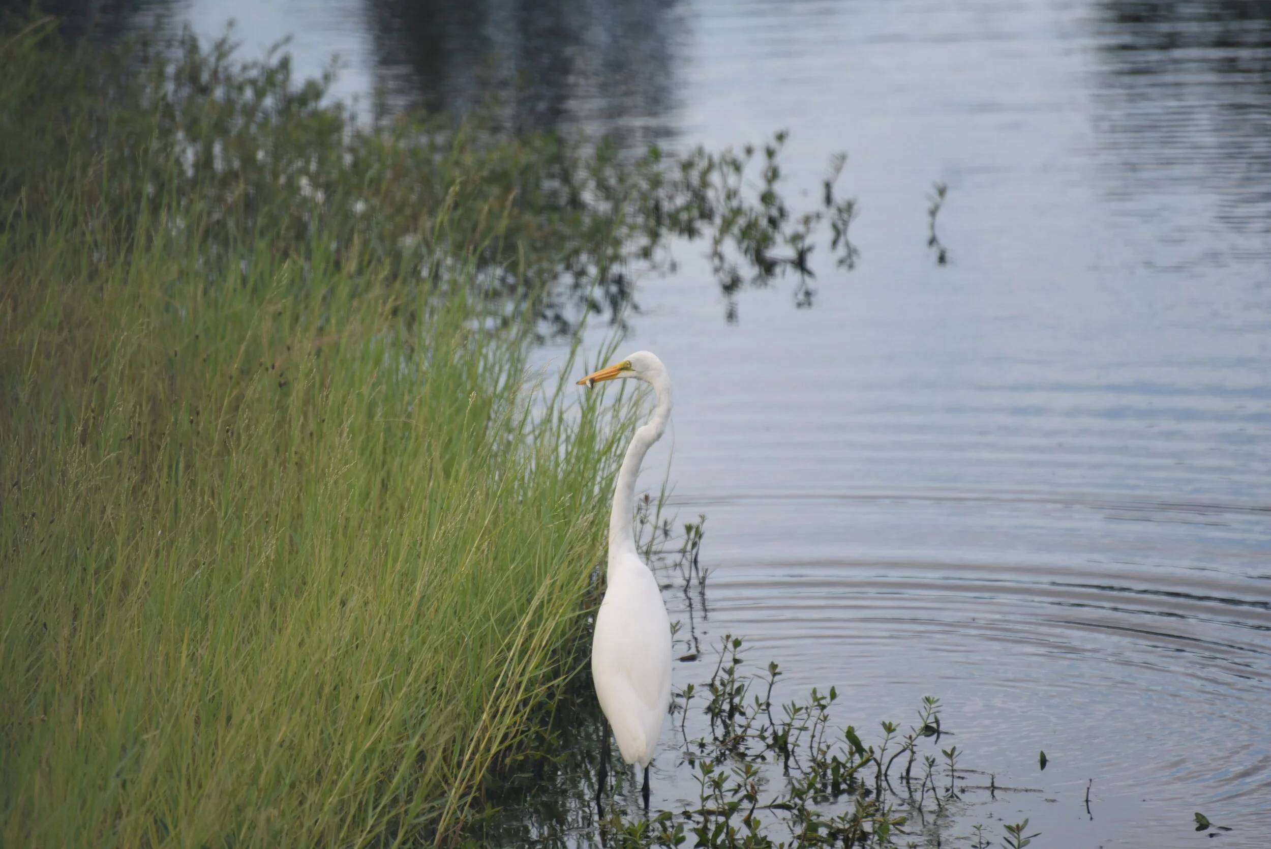 DSC_9203.JPG