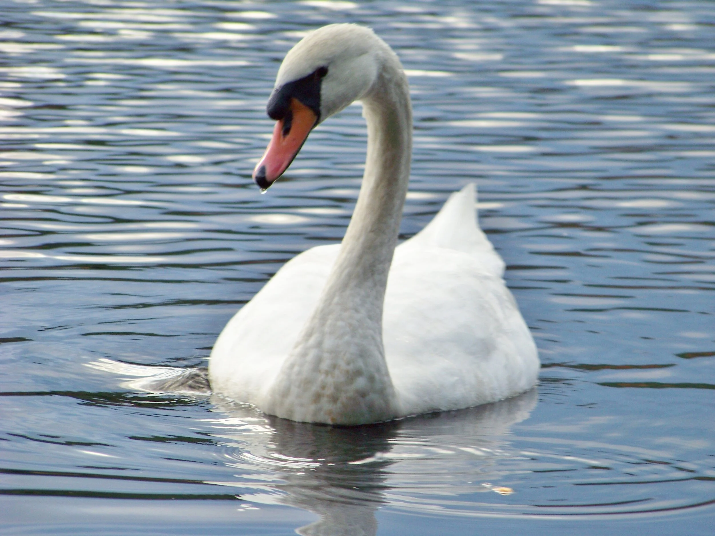 100_2969.JPG