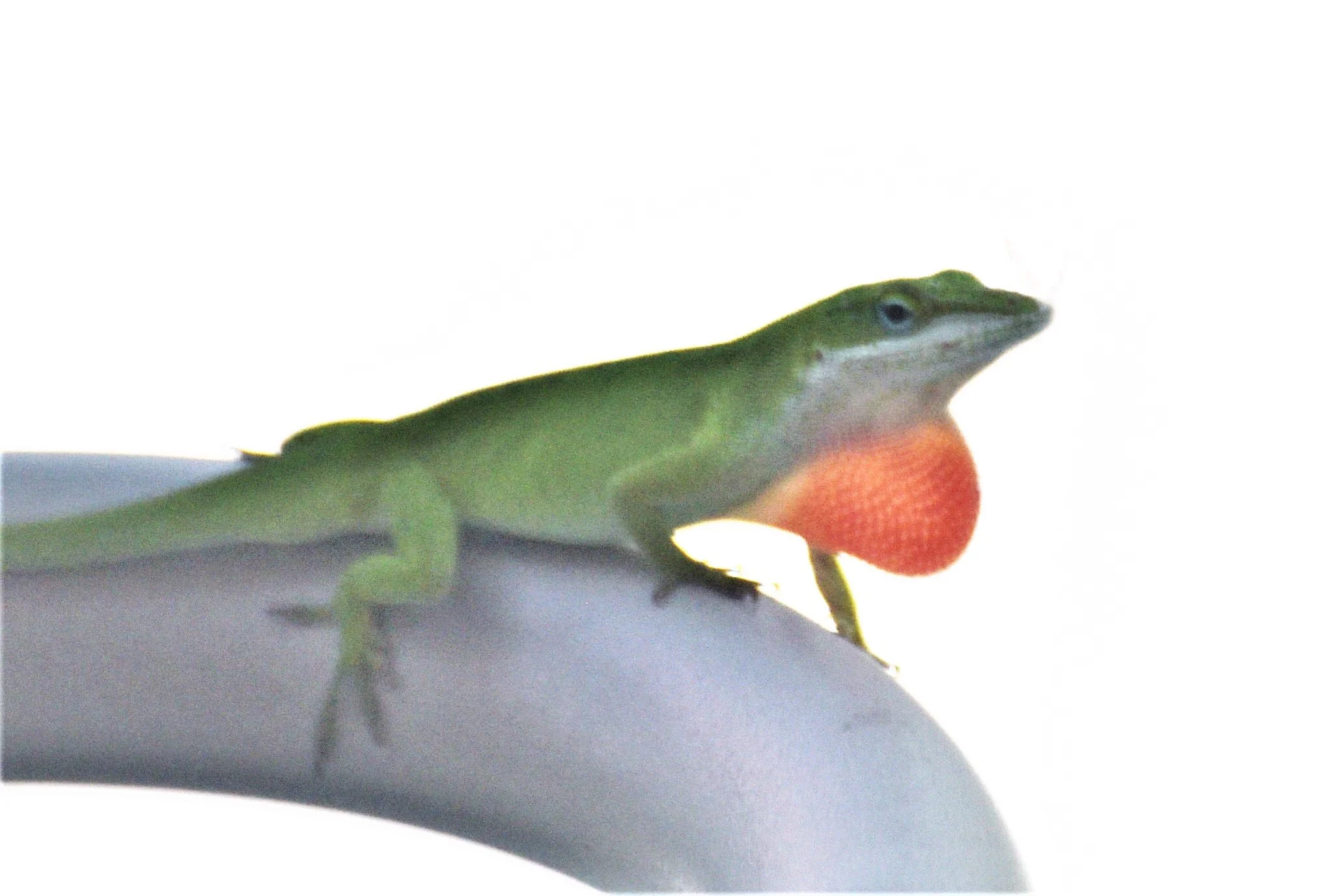 DSC_9111.JPG