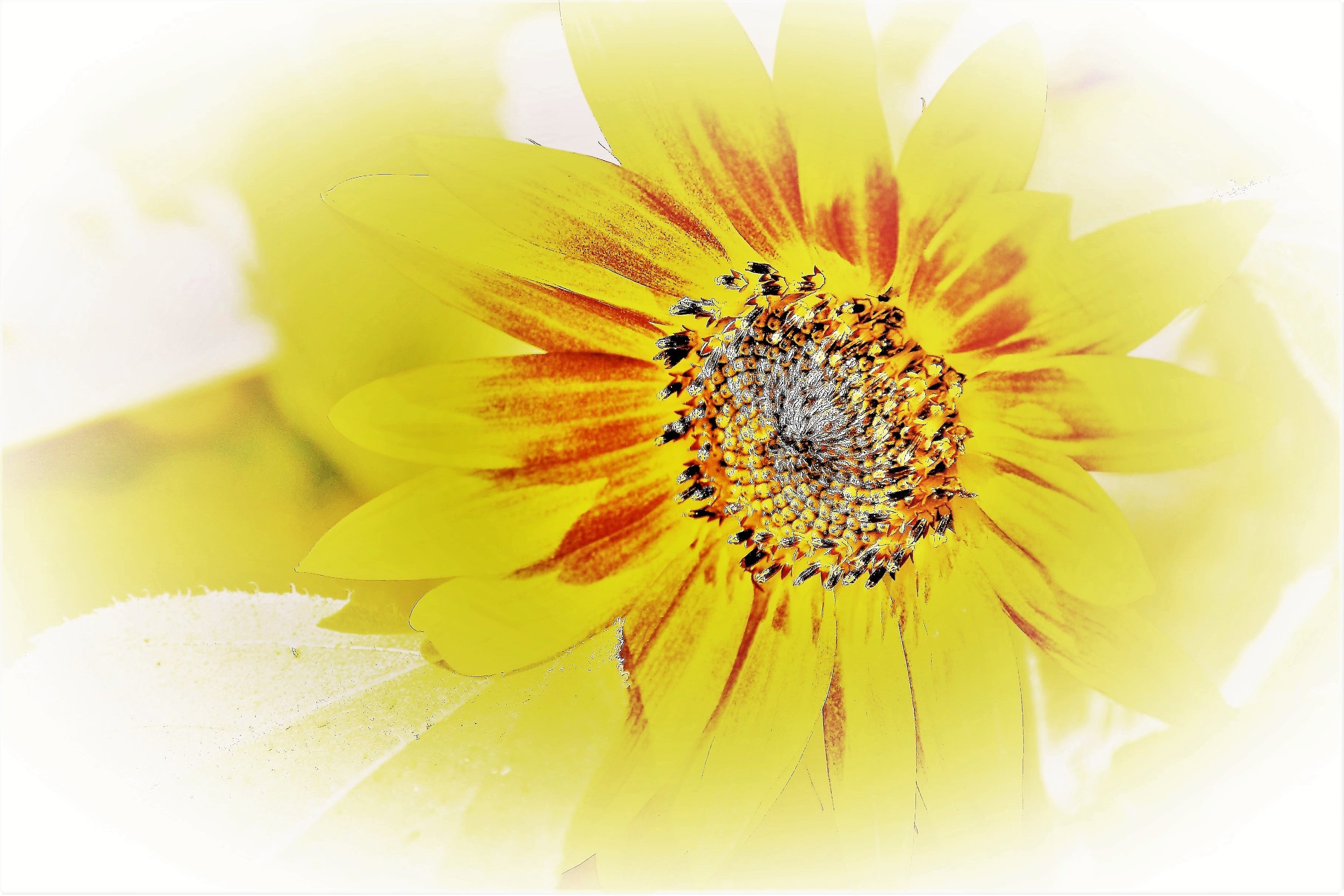 DSC_7374 - Copy (5).JPG