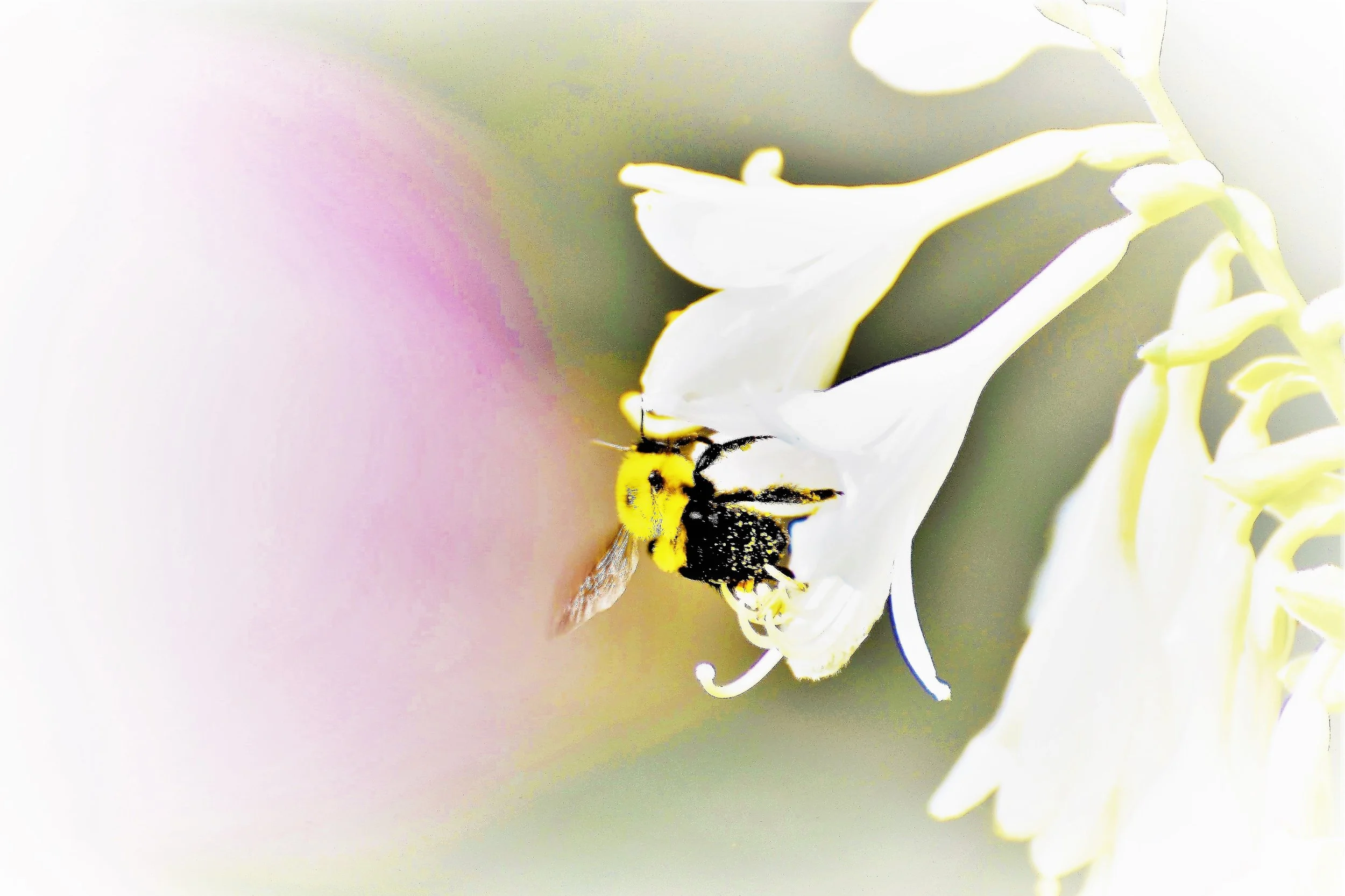 DSC_5805 - Copy - 5 -12x18 ratio.JPG