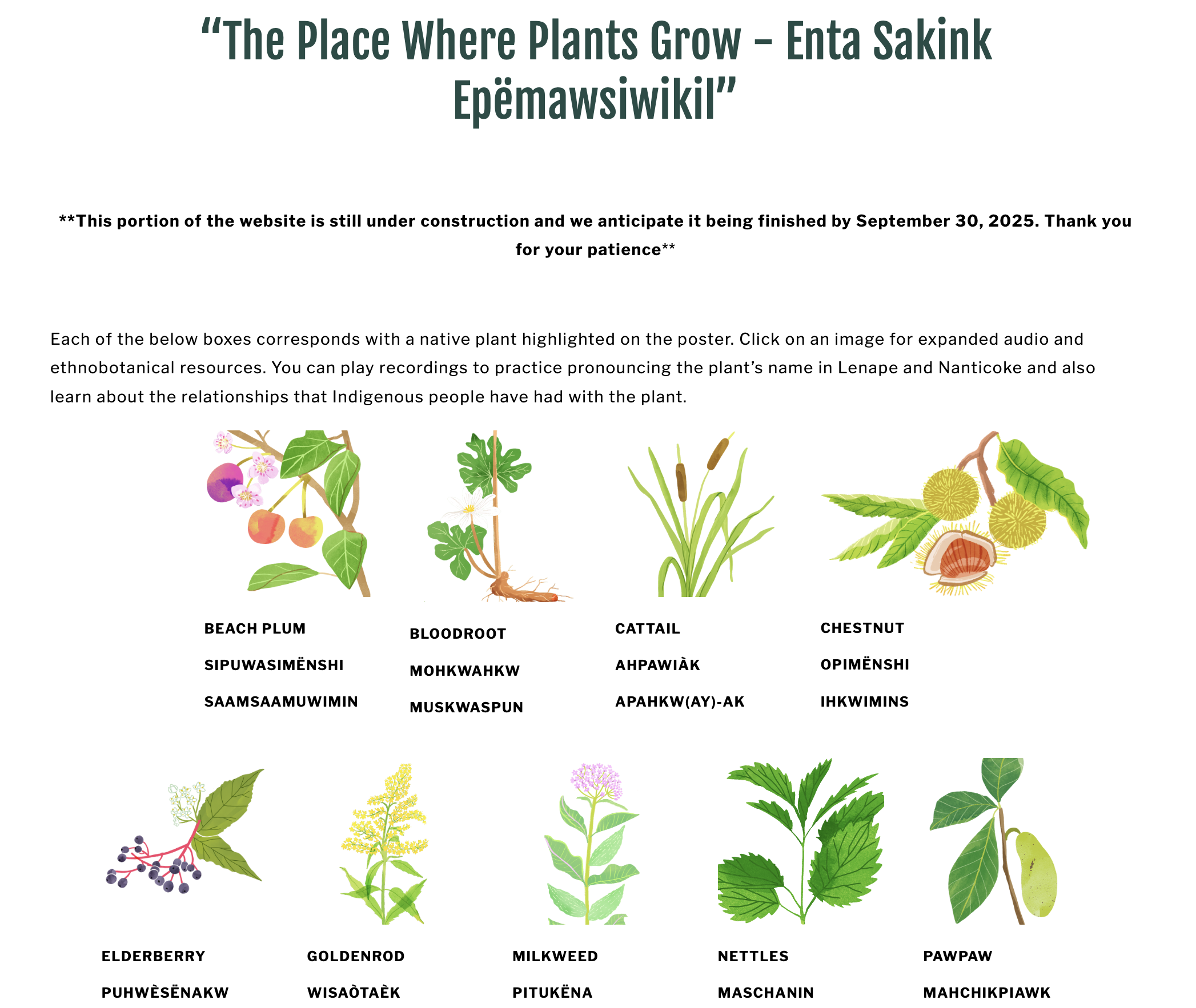 Native Plant and Language Guide by NRFF
