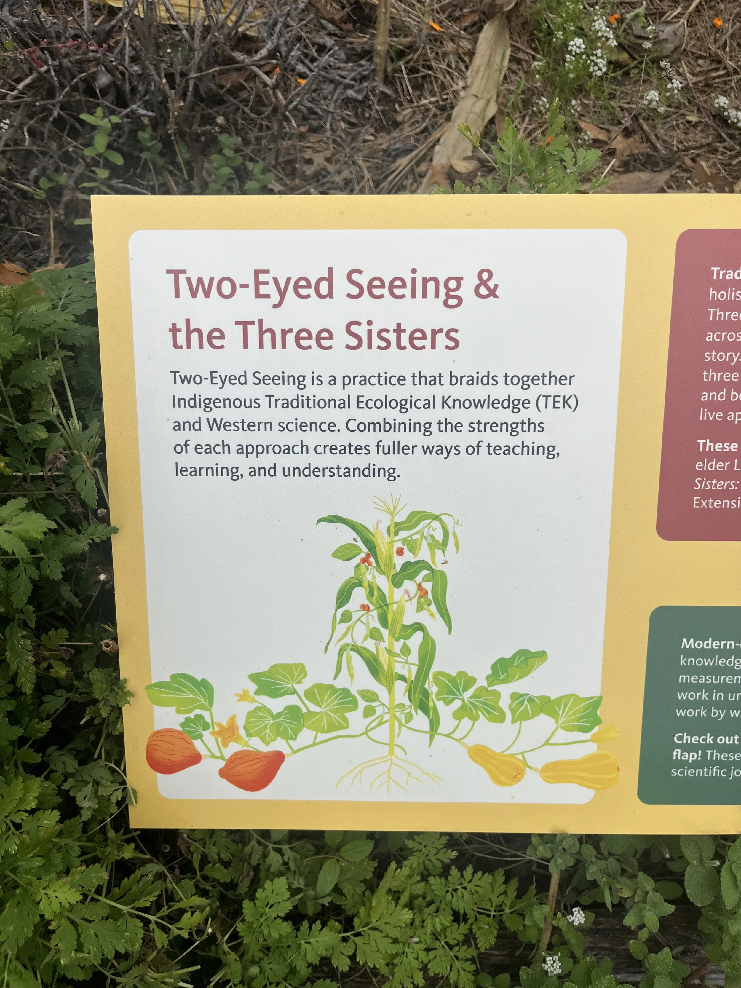 Three Sisters Illustration by Aly Miller 2.jpg