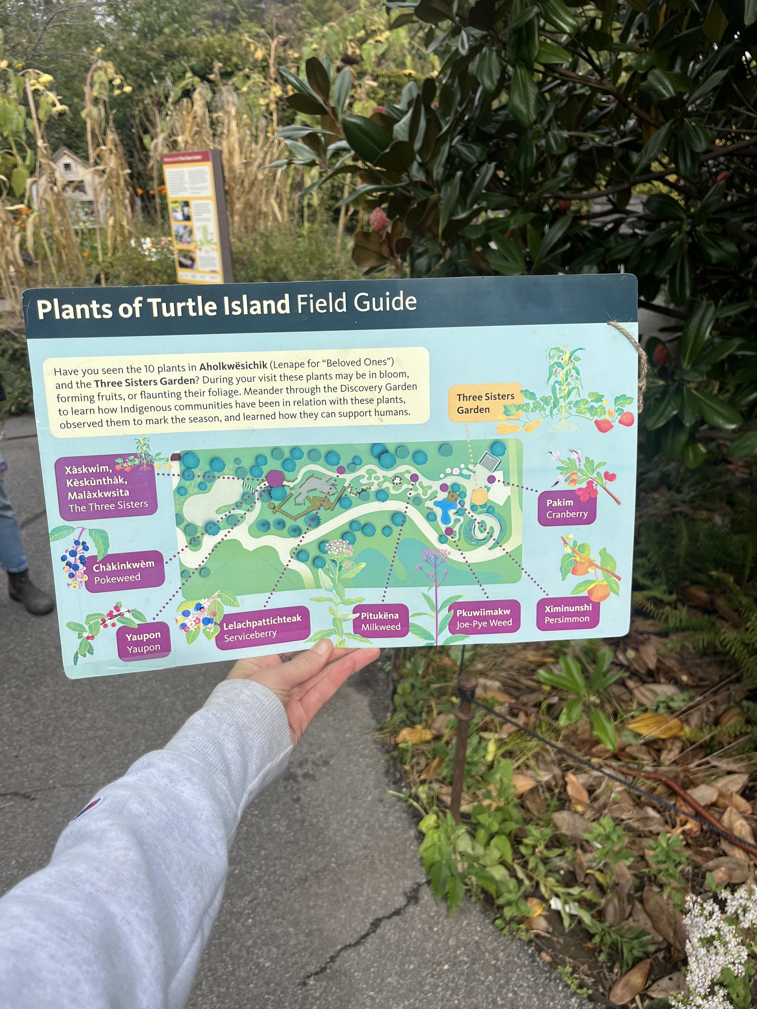 PLANTS OF TURTLE ISLAND MAP AT BBG ALY MILLER.jpg