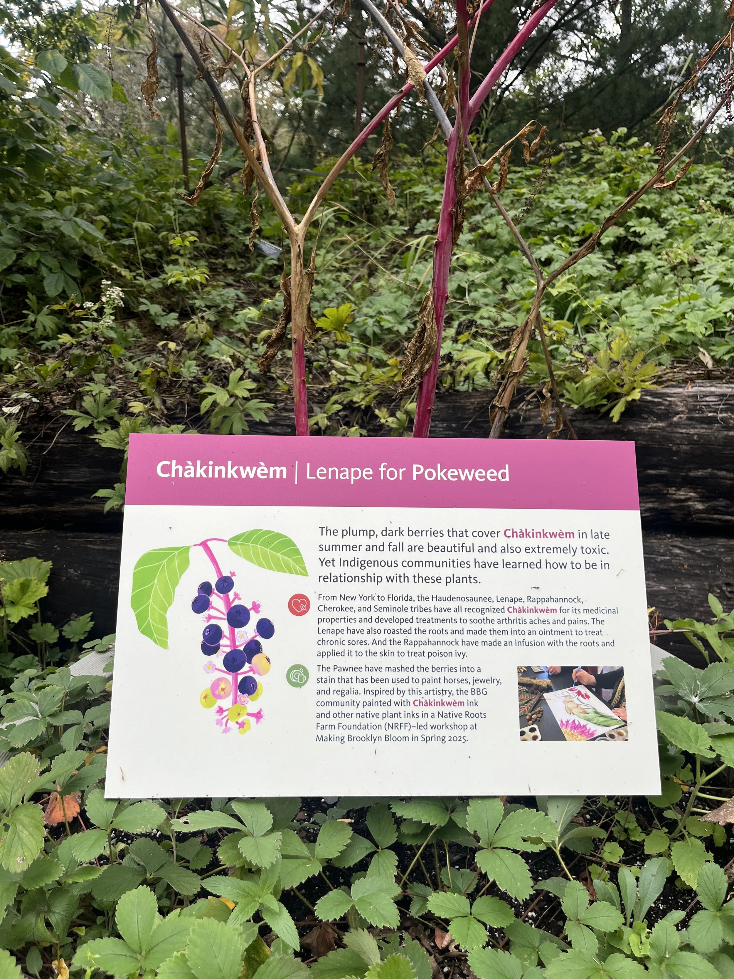 Pokeweed Illustration by Aly Miller-Brooklyn Botanical Garden.jpg