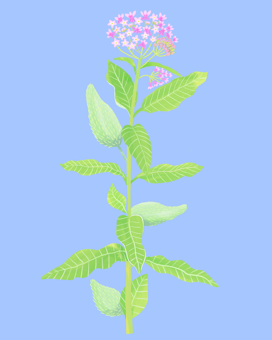 Milkweed Illustration by Aly Miller for BBG