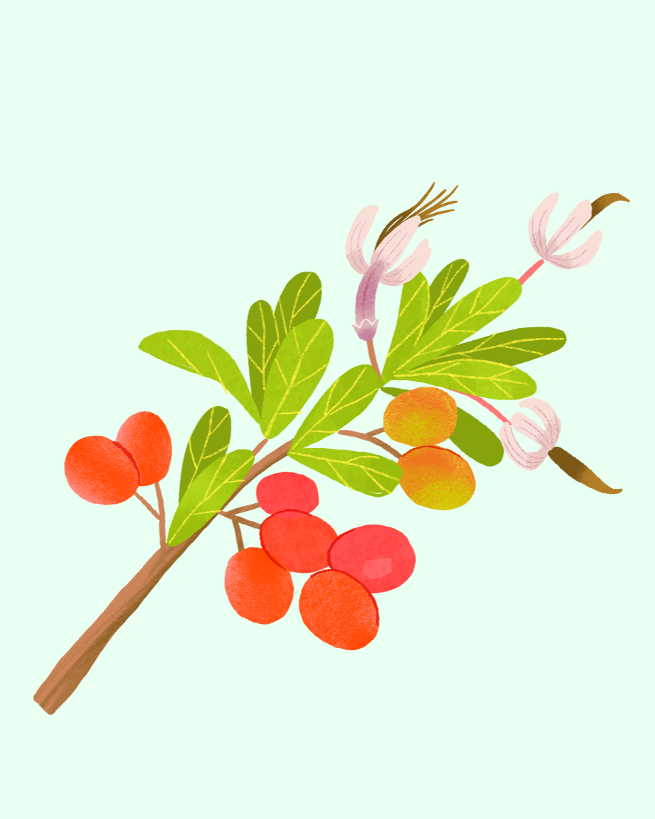 Cranberry-Illustration+by+Aly+Miller+for+BBG-IG.png