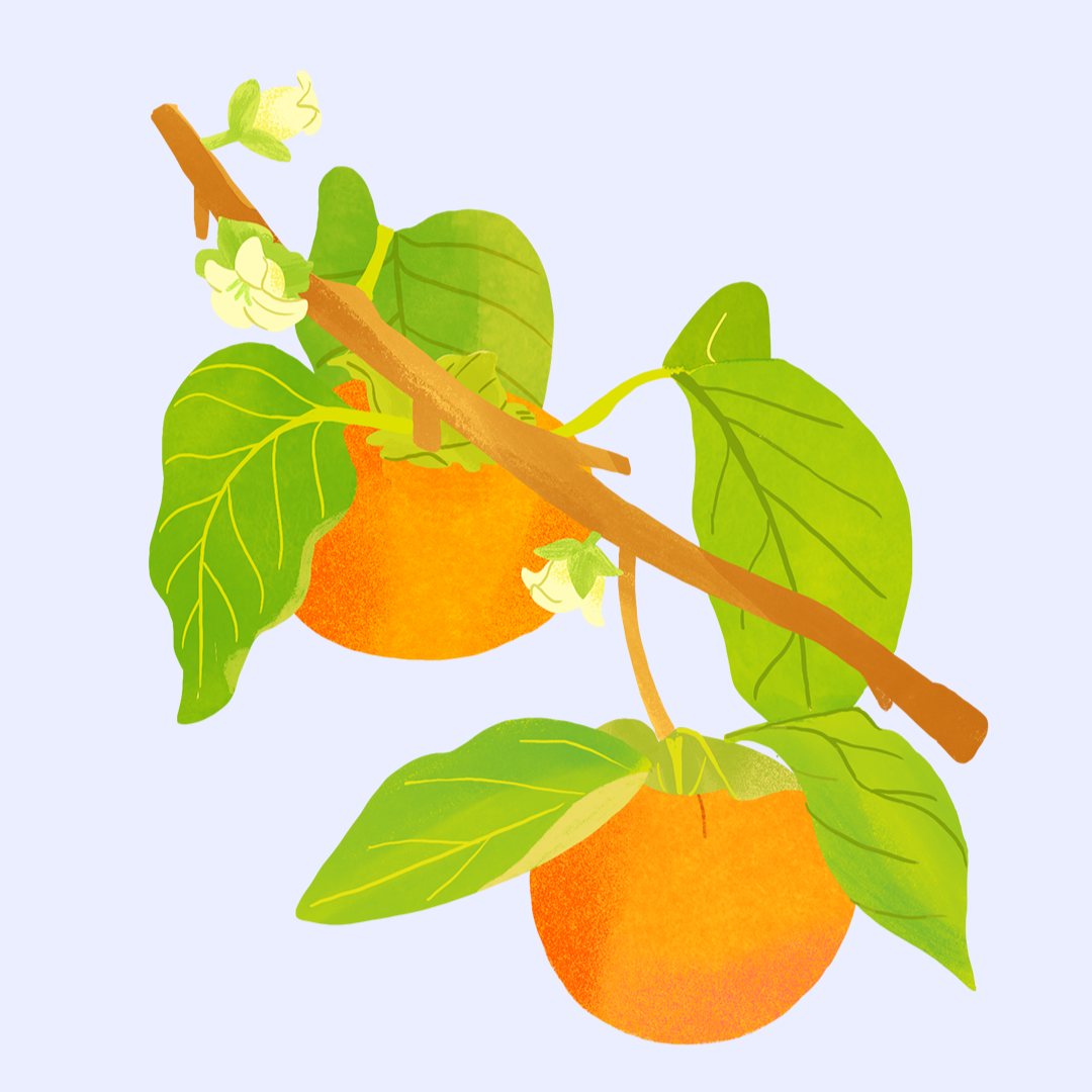 Persimmon Illustration by Aly Miller for BBG