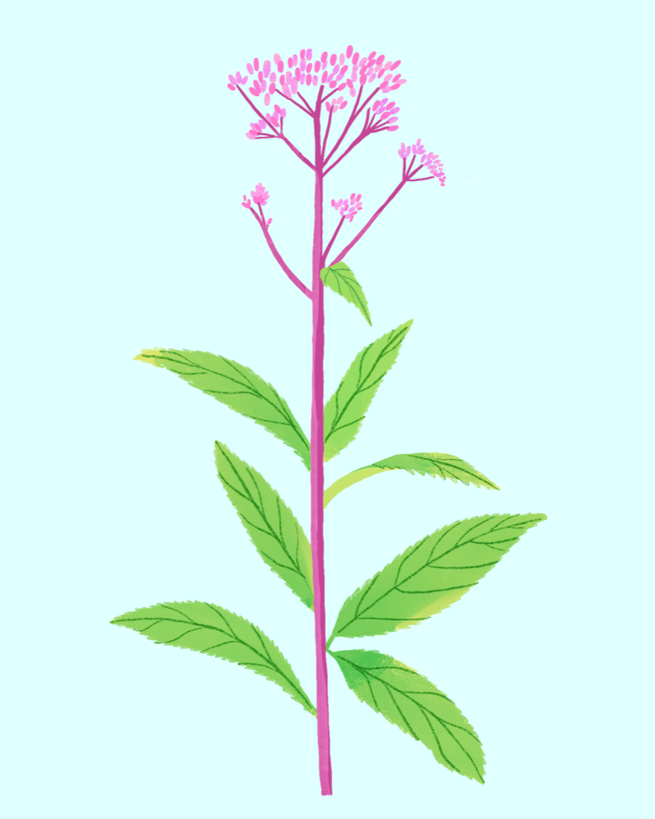 Joe-Pye Weed Illustration by Aly Miller for BBG