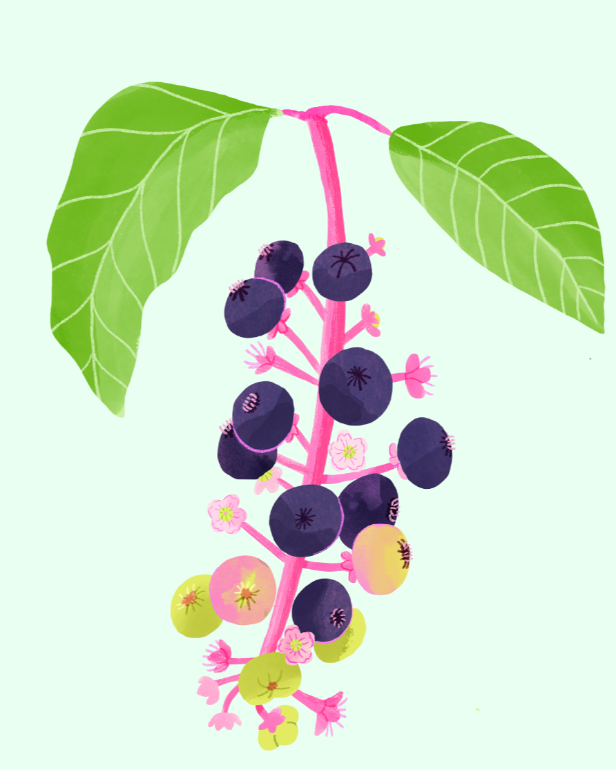Pokeweed-portrait-IG.png