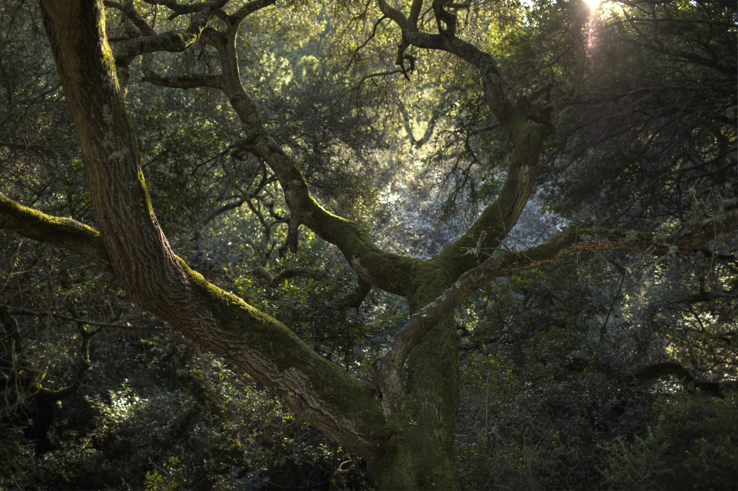 tree bg.jpg