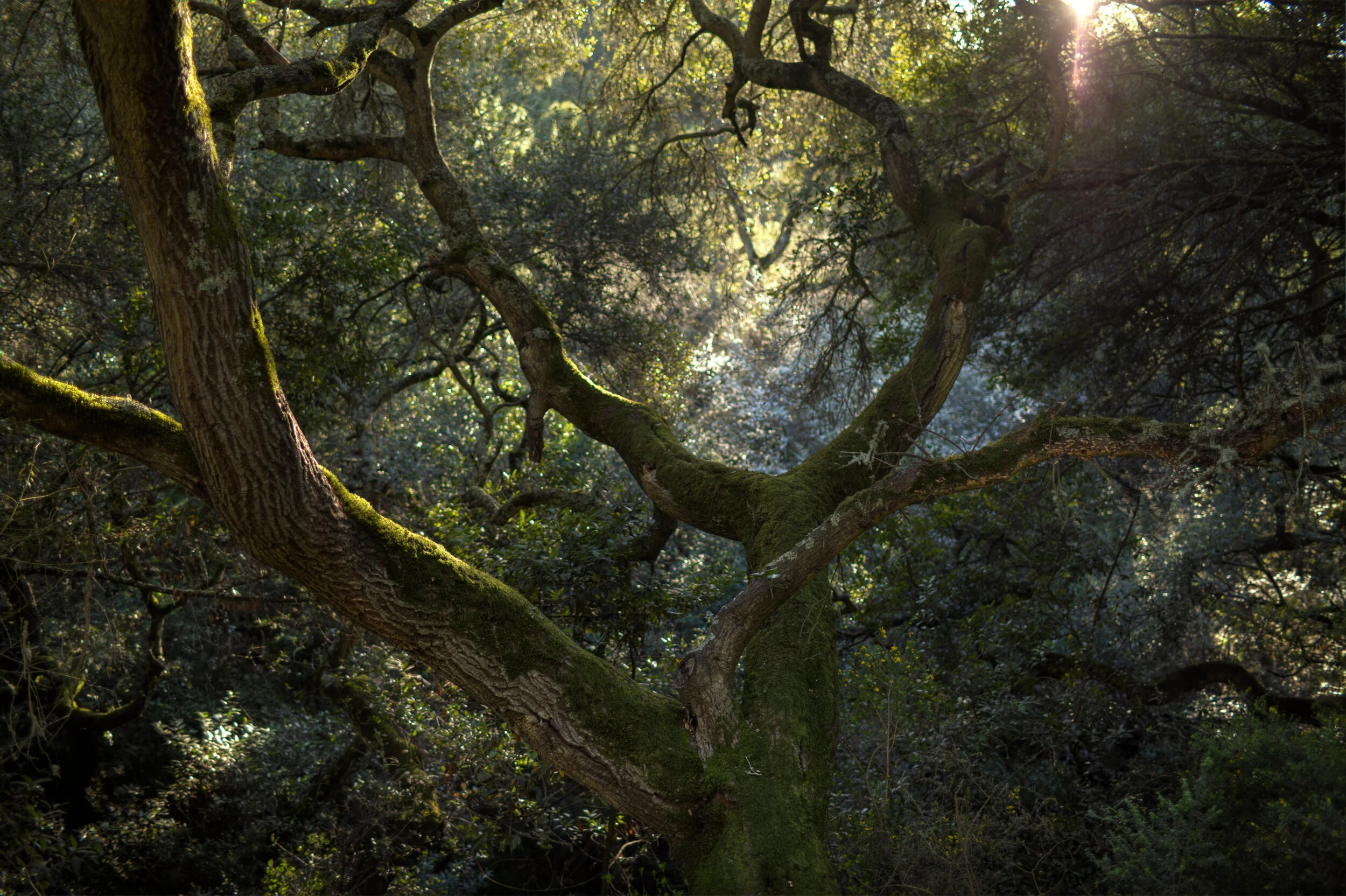 _tree-bg.jpg