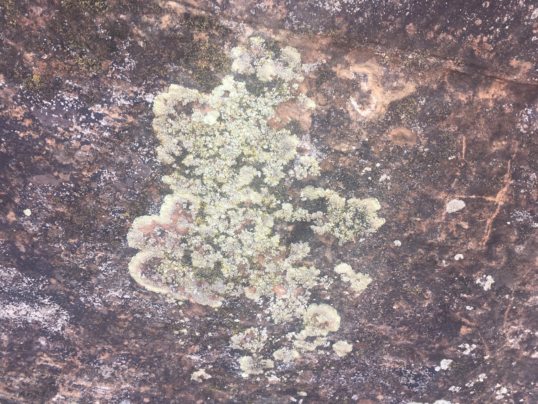 San Rafael lichen