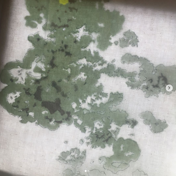 lichen tracing.PNG