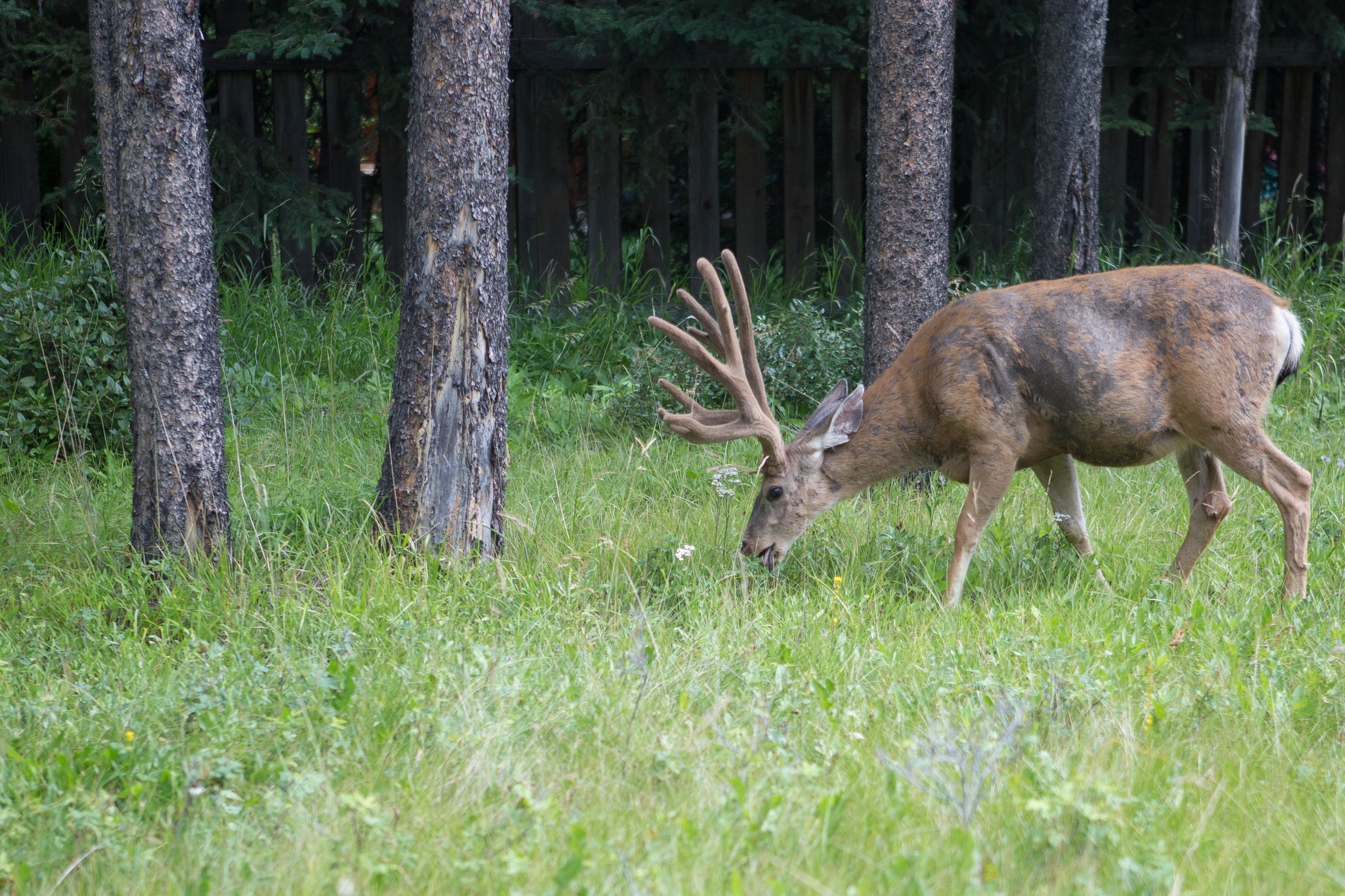 Canada 2013-253.jpg