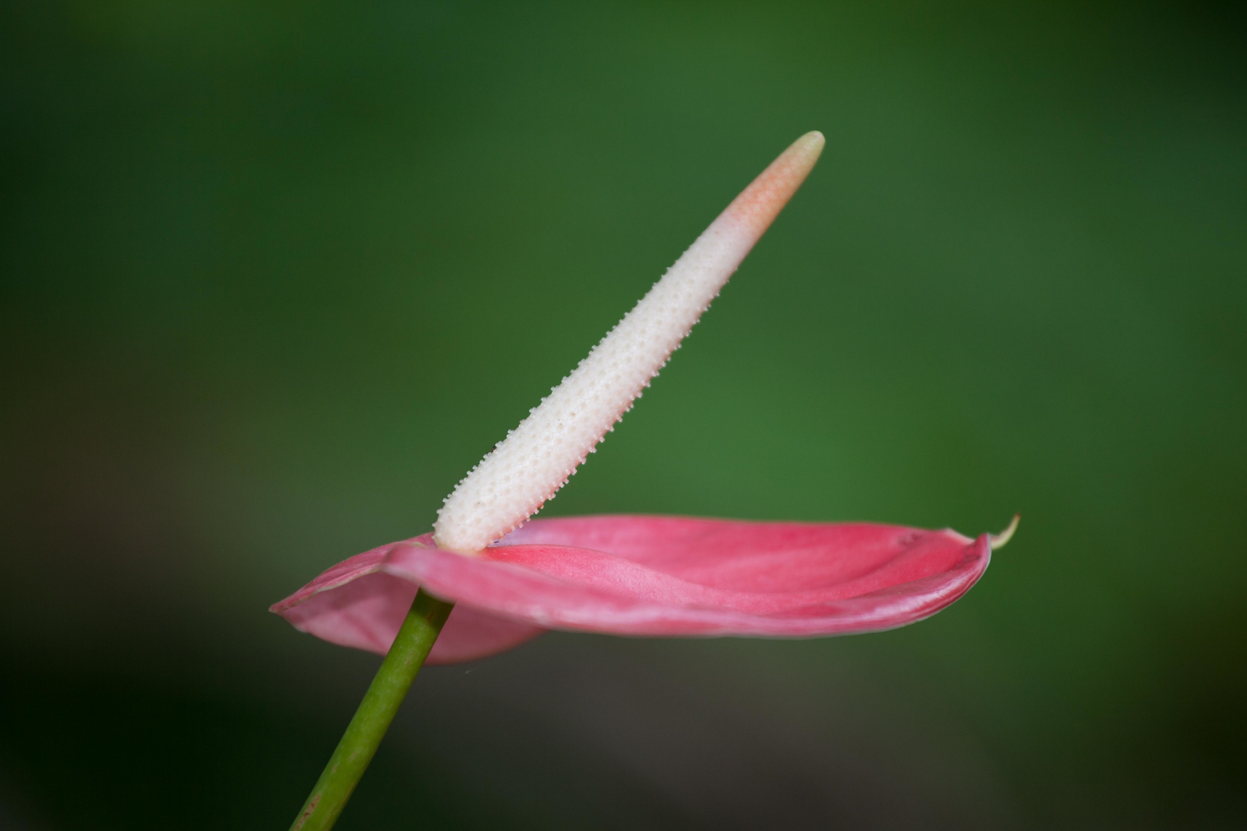 India 2012-1423-Edit.jpg