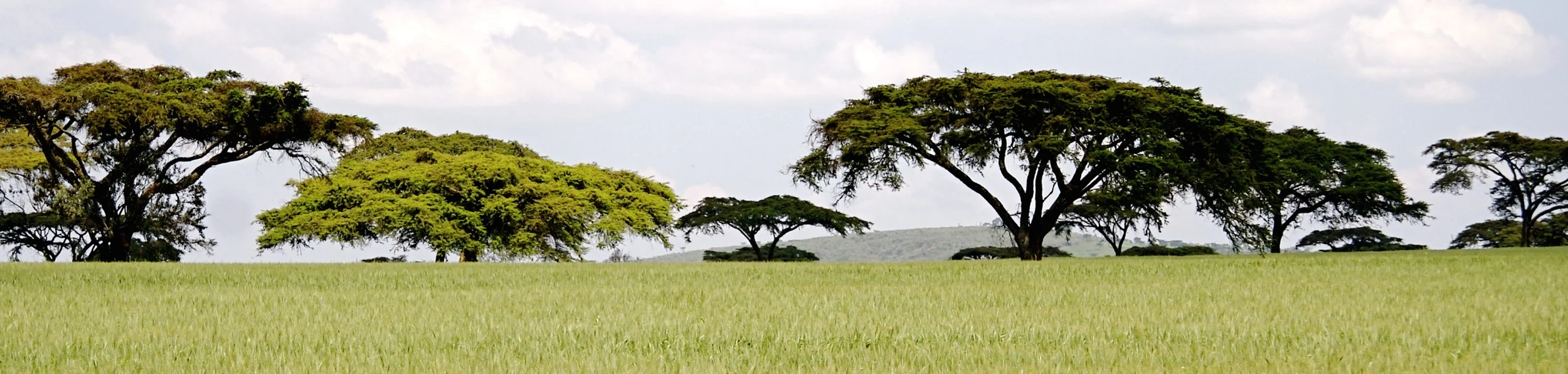 Kenyan Green