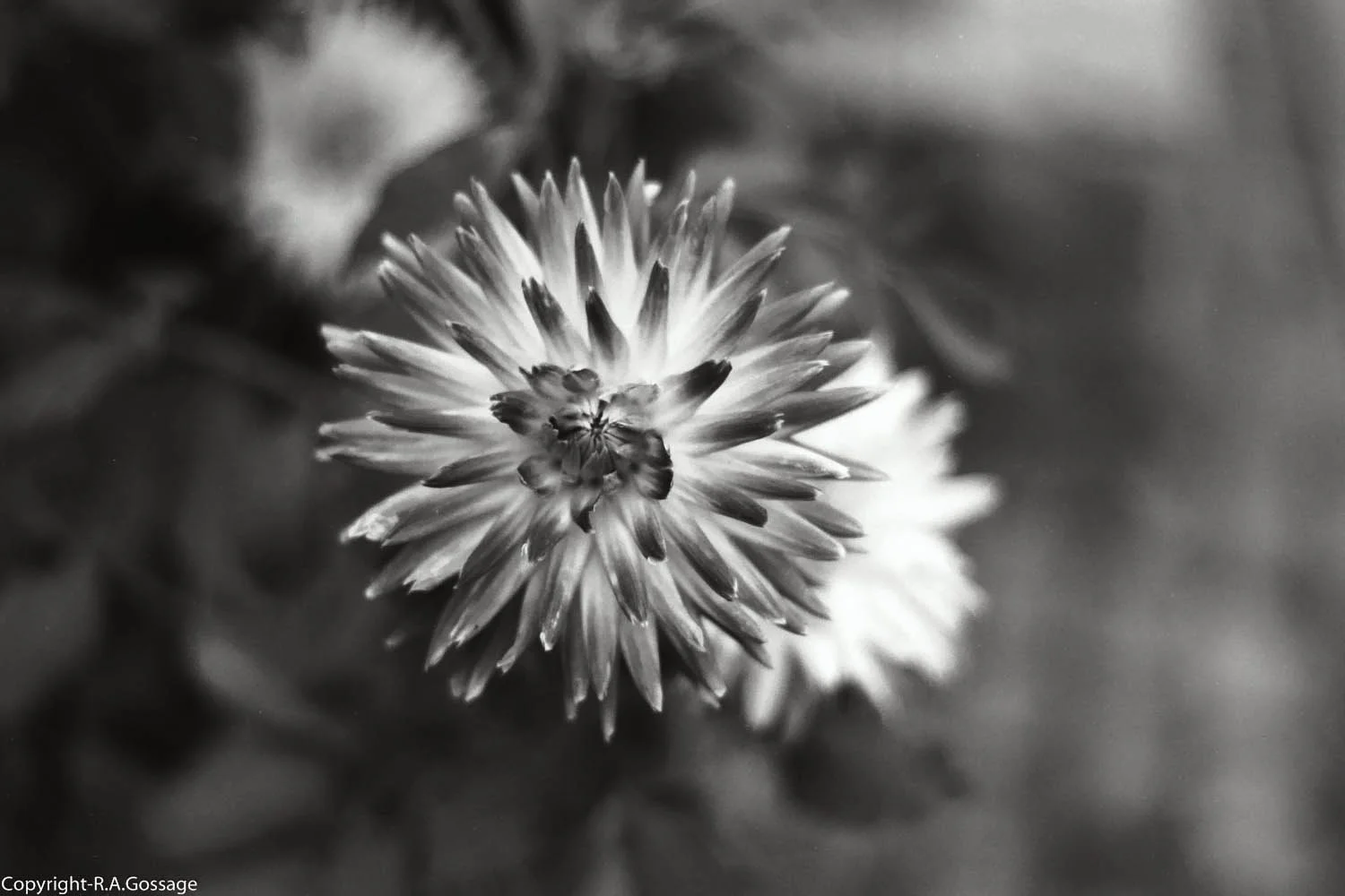 Flower