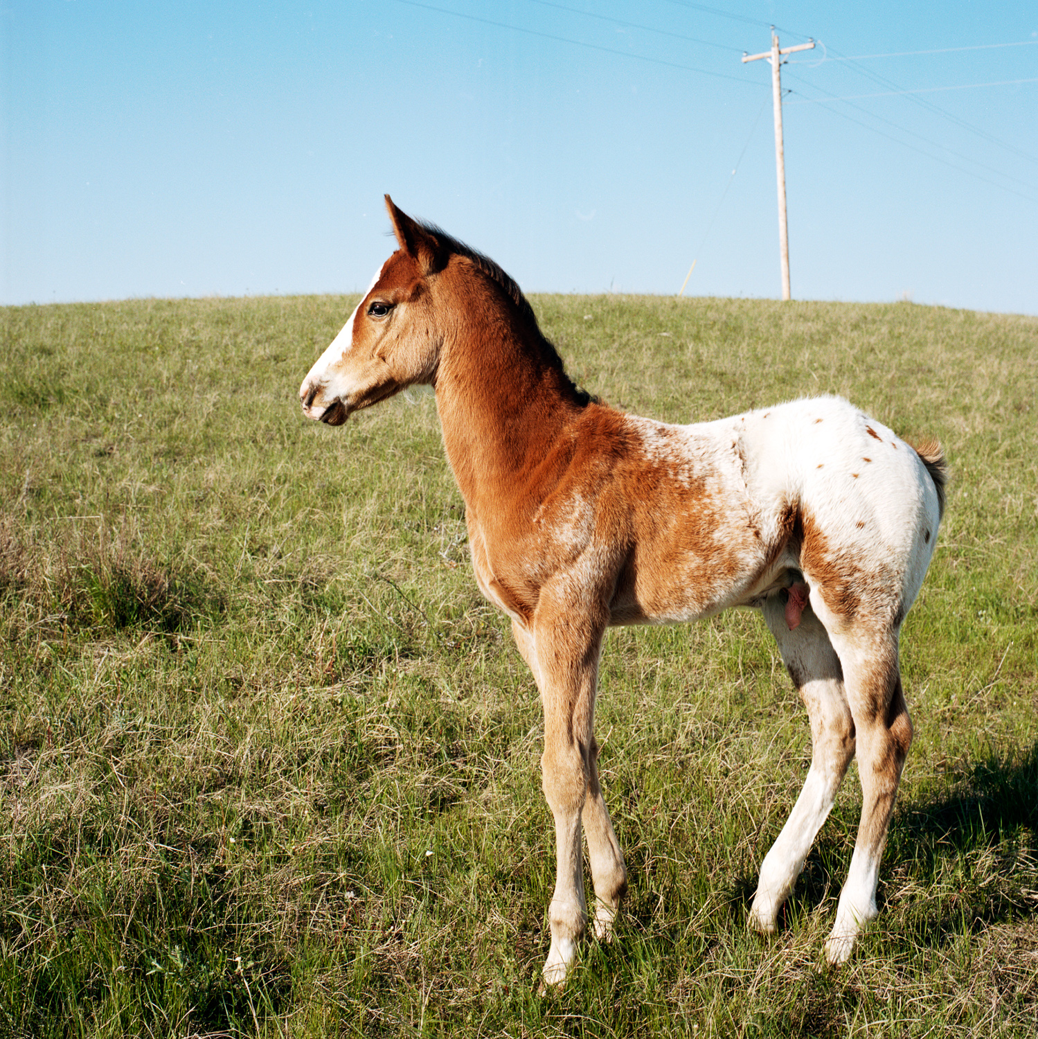 foal8x8.jpg