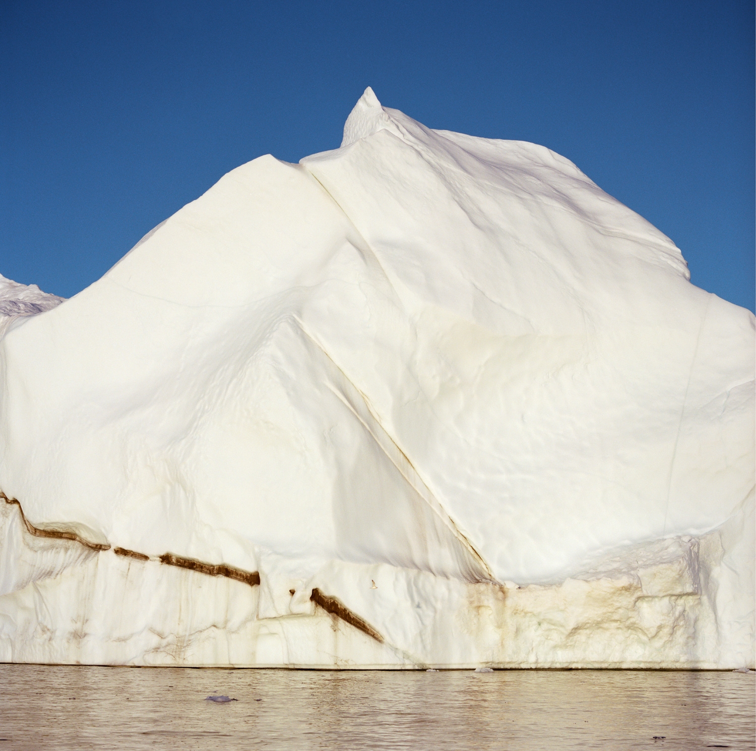 iceberg w. bird-print8x8.jpg