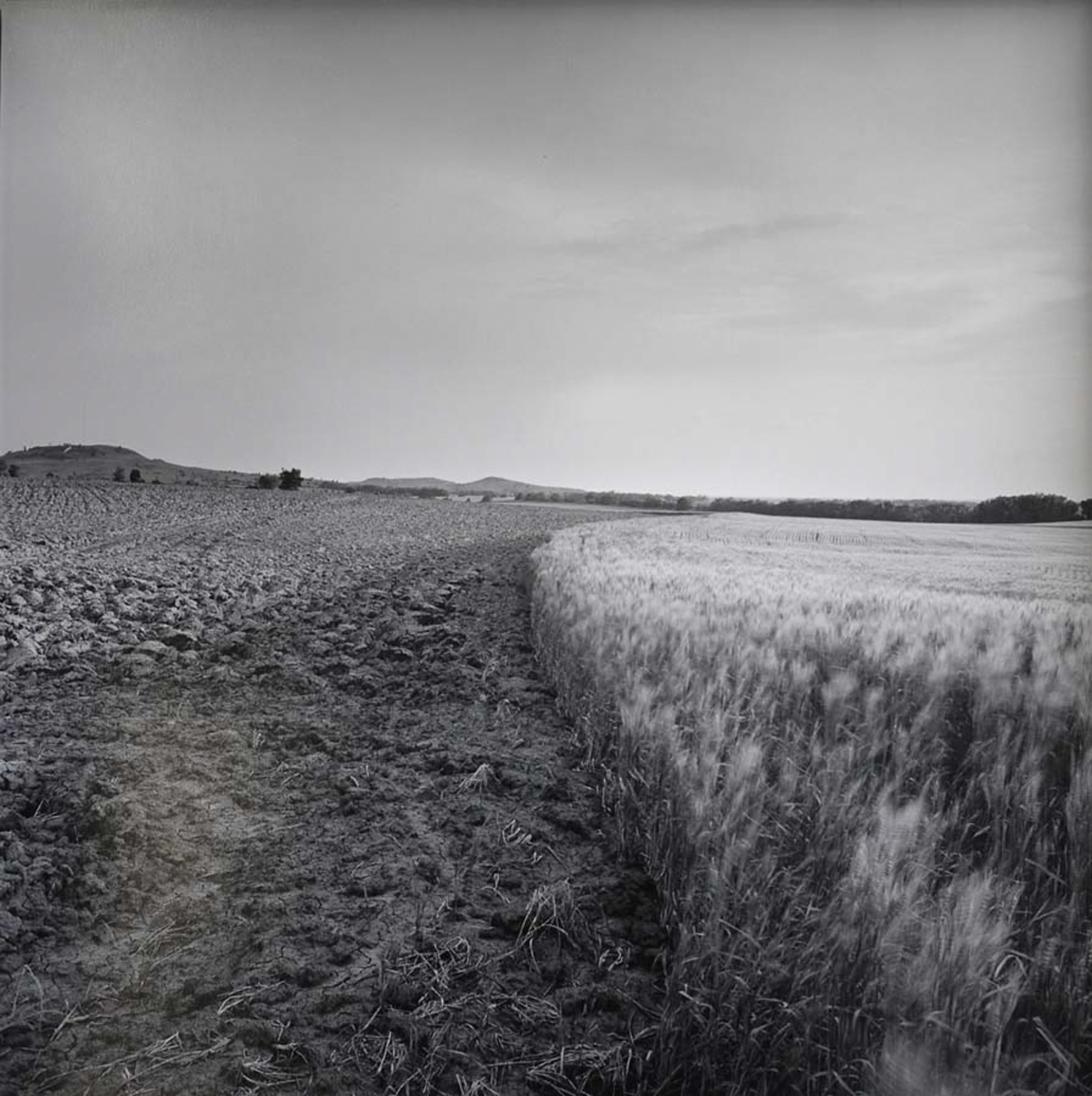 Wheat_field_May,21,1992-2.jpg