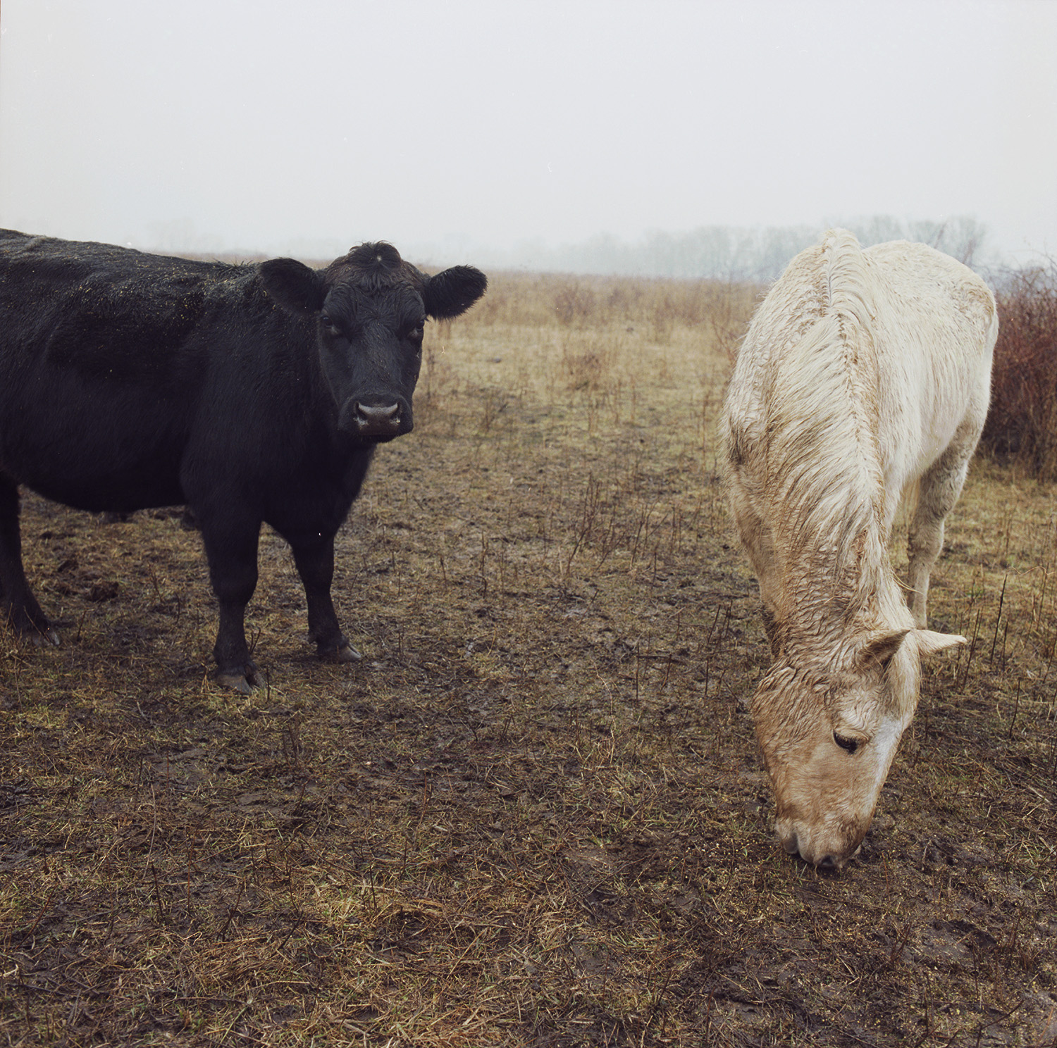 Cow and horse grazing at the Plenemuk burial mound site, January 1, 1997