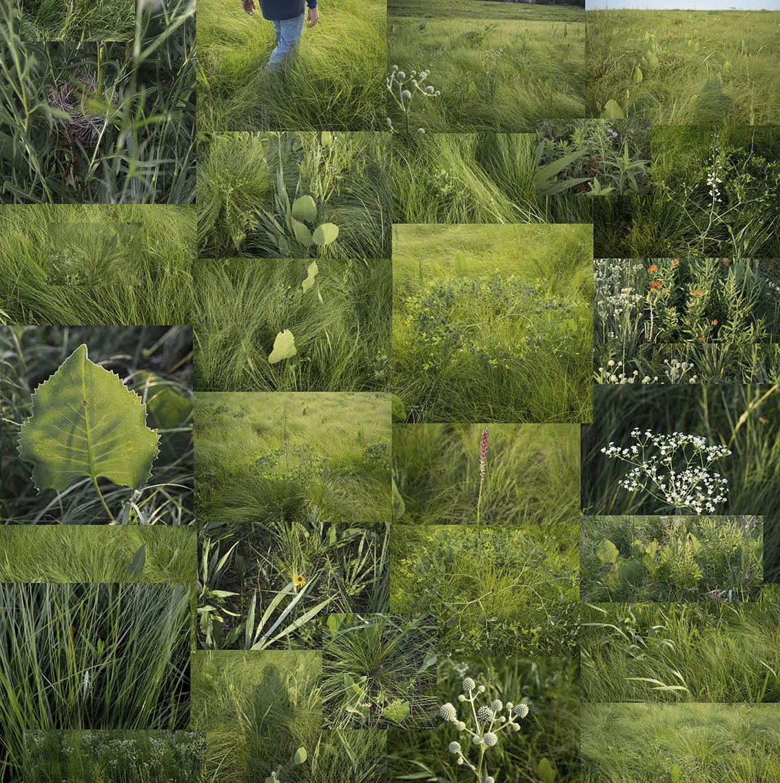 Terry Evans Photography