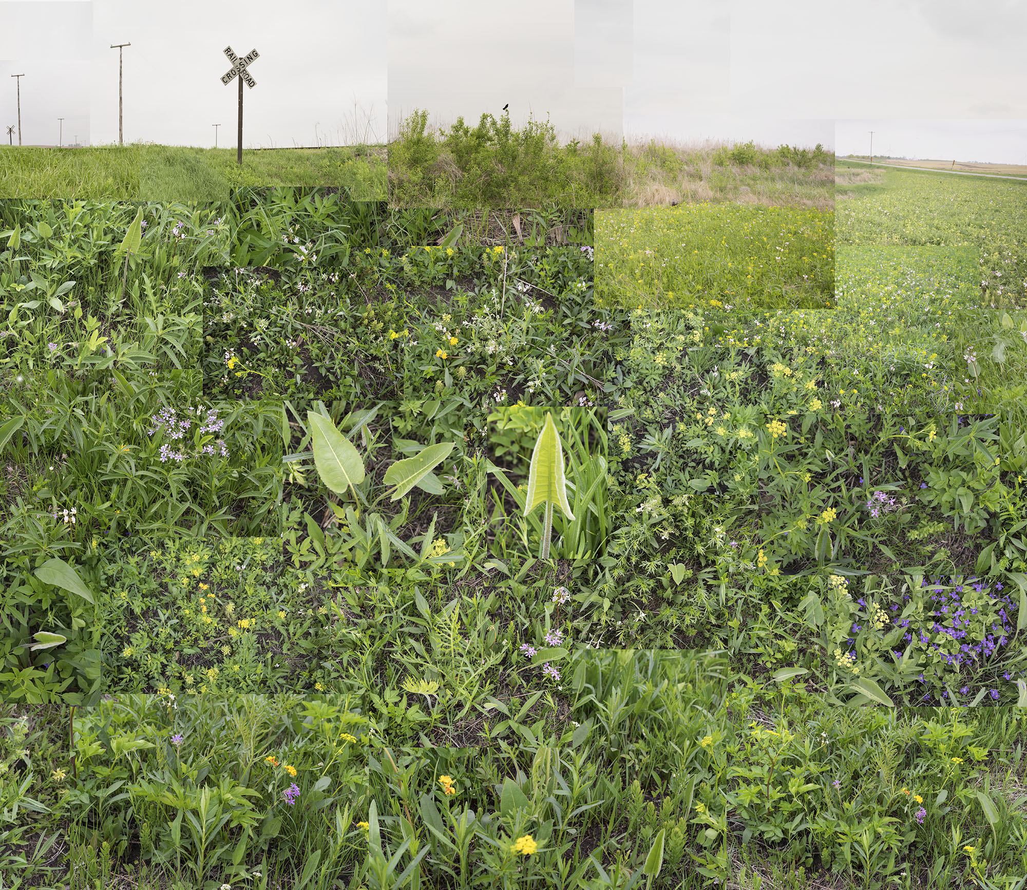 Central Illinois Prairie, May 2018.jpg