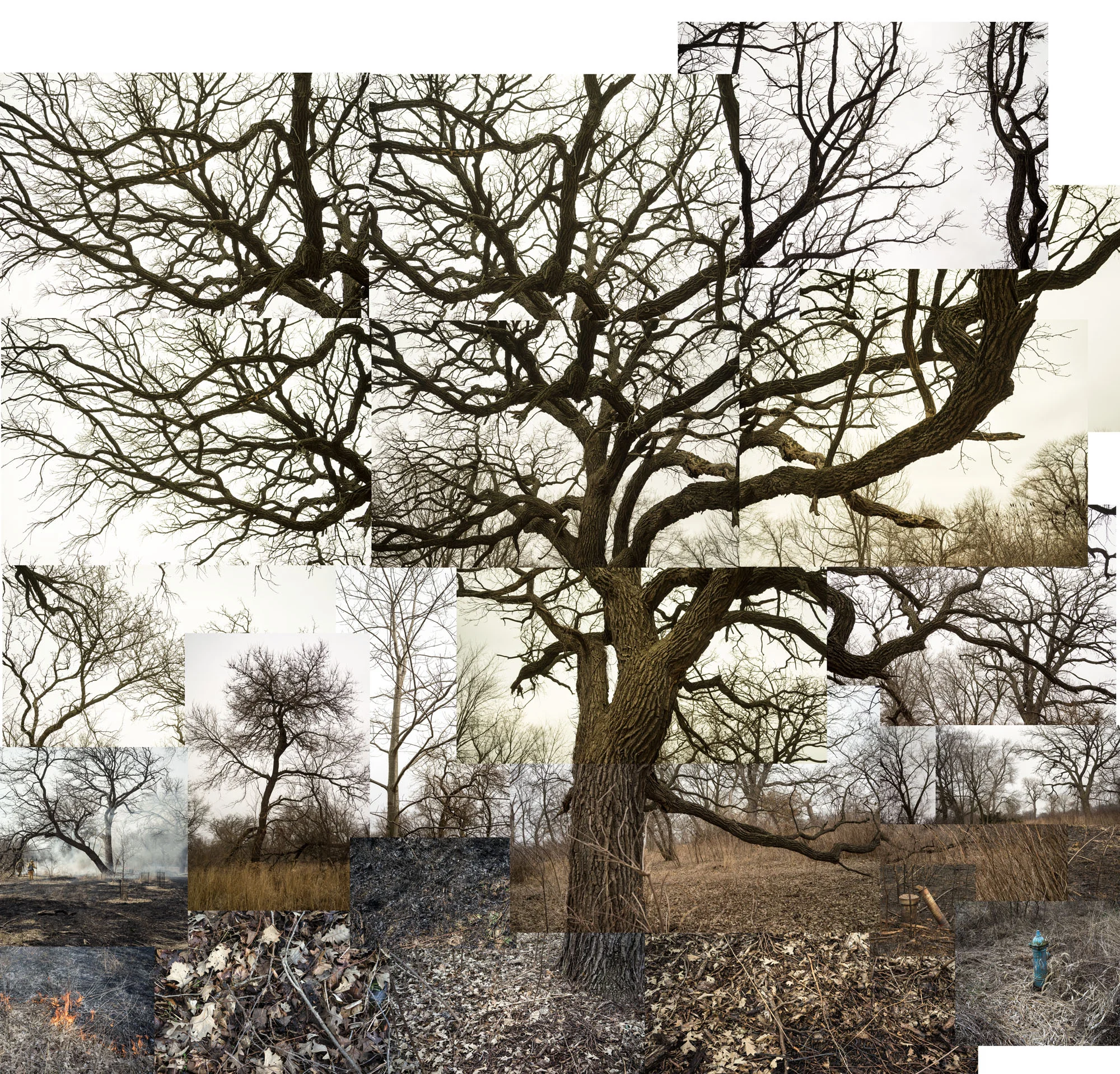 Terry Evans Photography