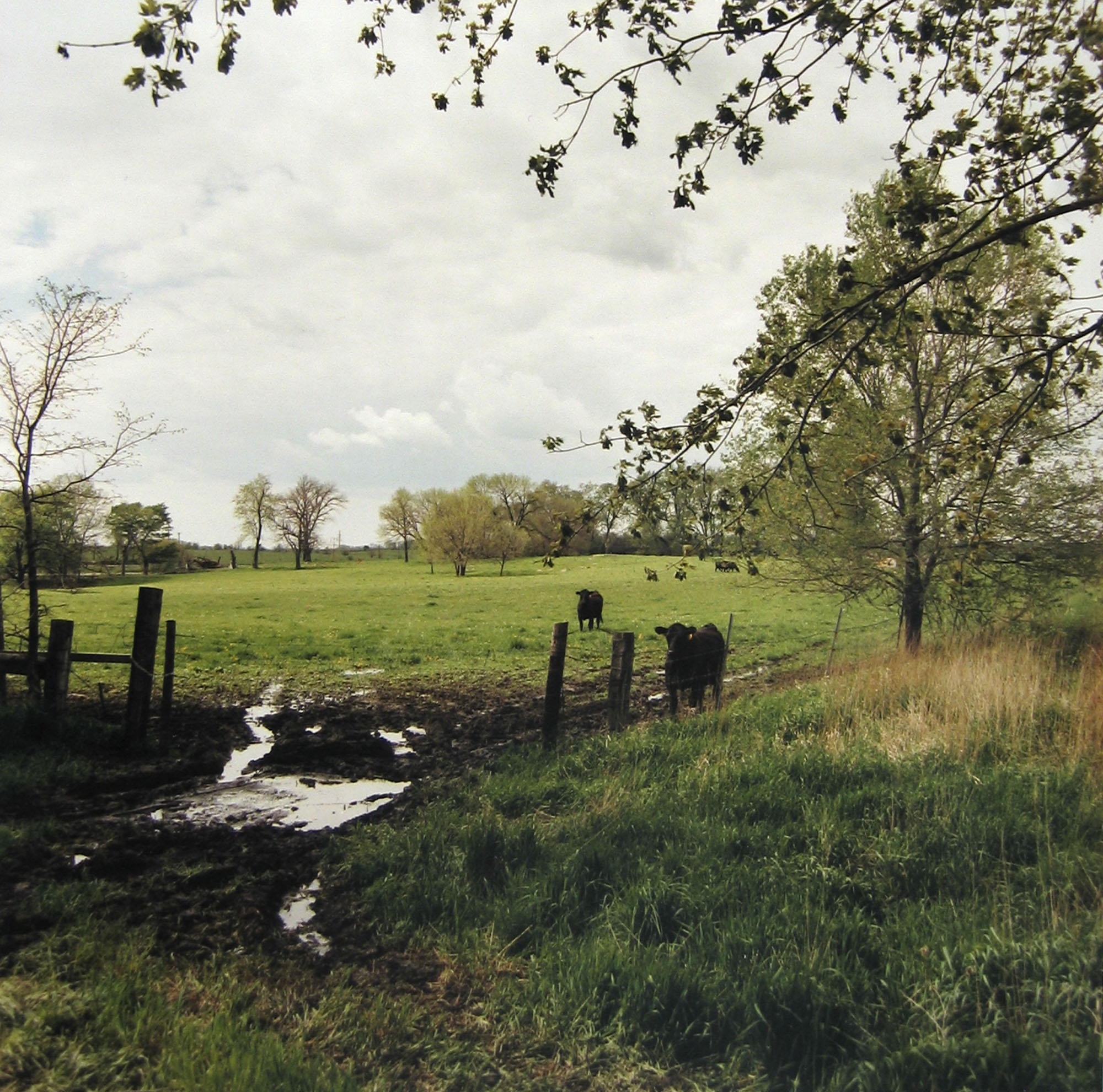 Cattle grazing, Joliet Arsenal, east side, May 1995