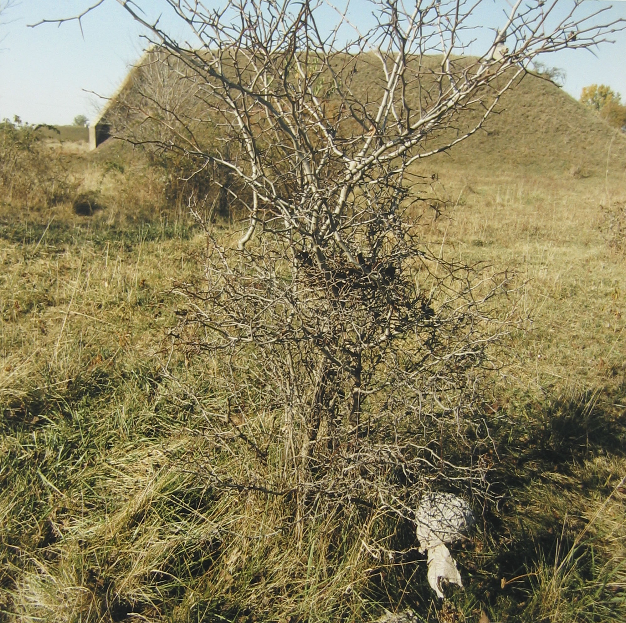 Ammunition storage bunker and bush, October 1995