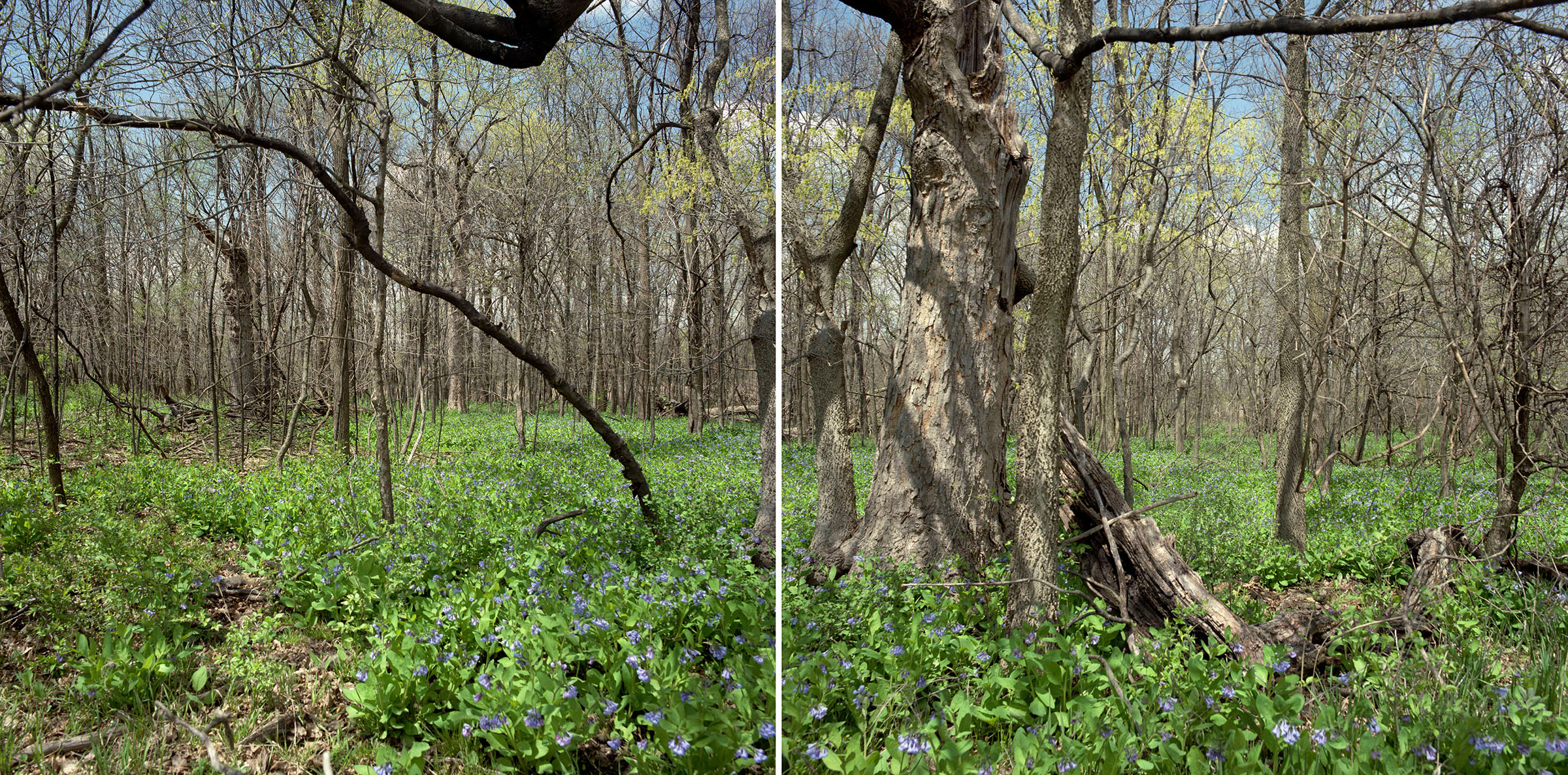 Starr Grove with Virginia bluebells, May 1995