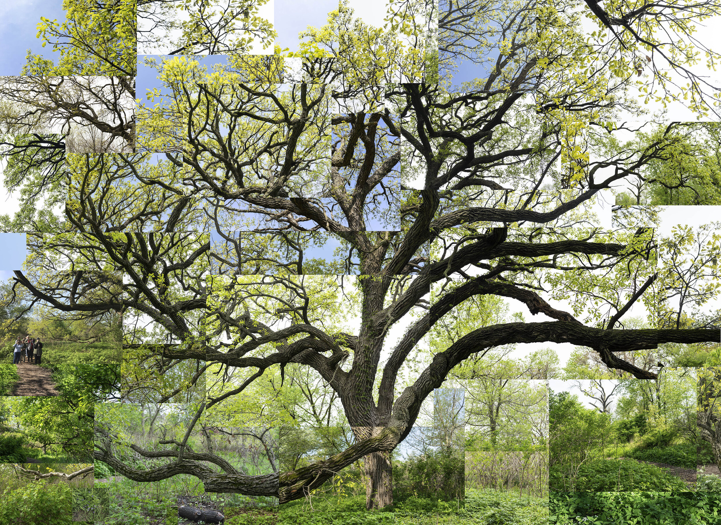 TERRY EVANS Spring Bur Oak-2019.jpg