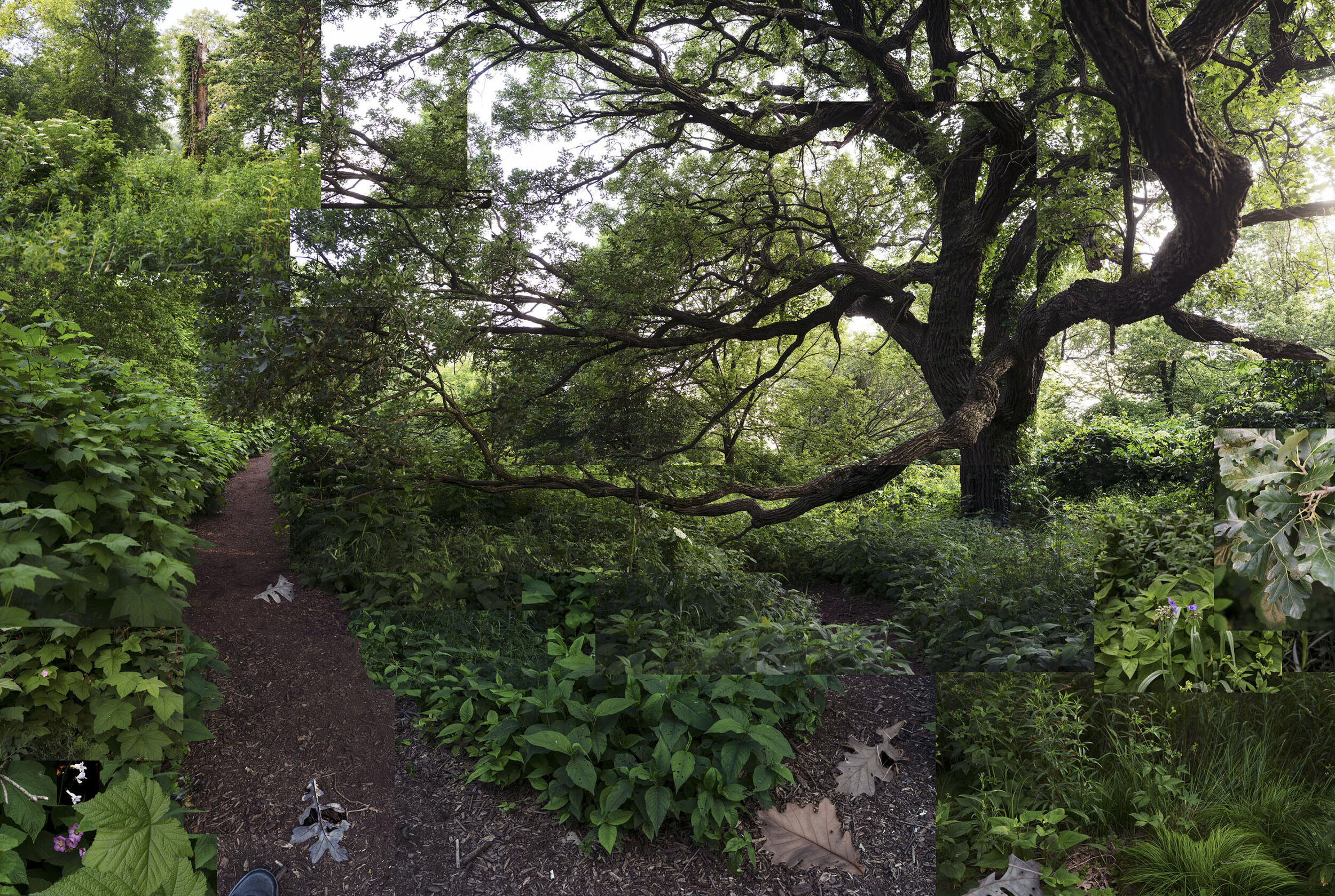 Bur Oak, July 2020