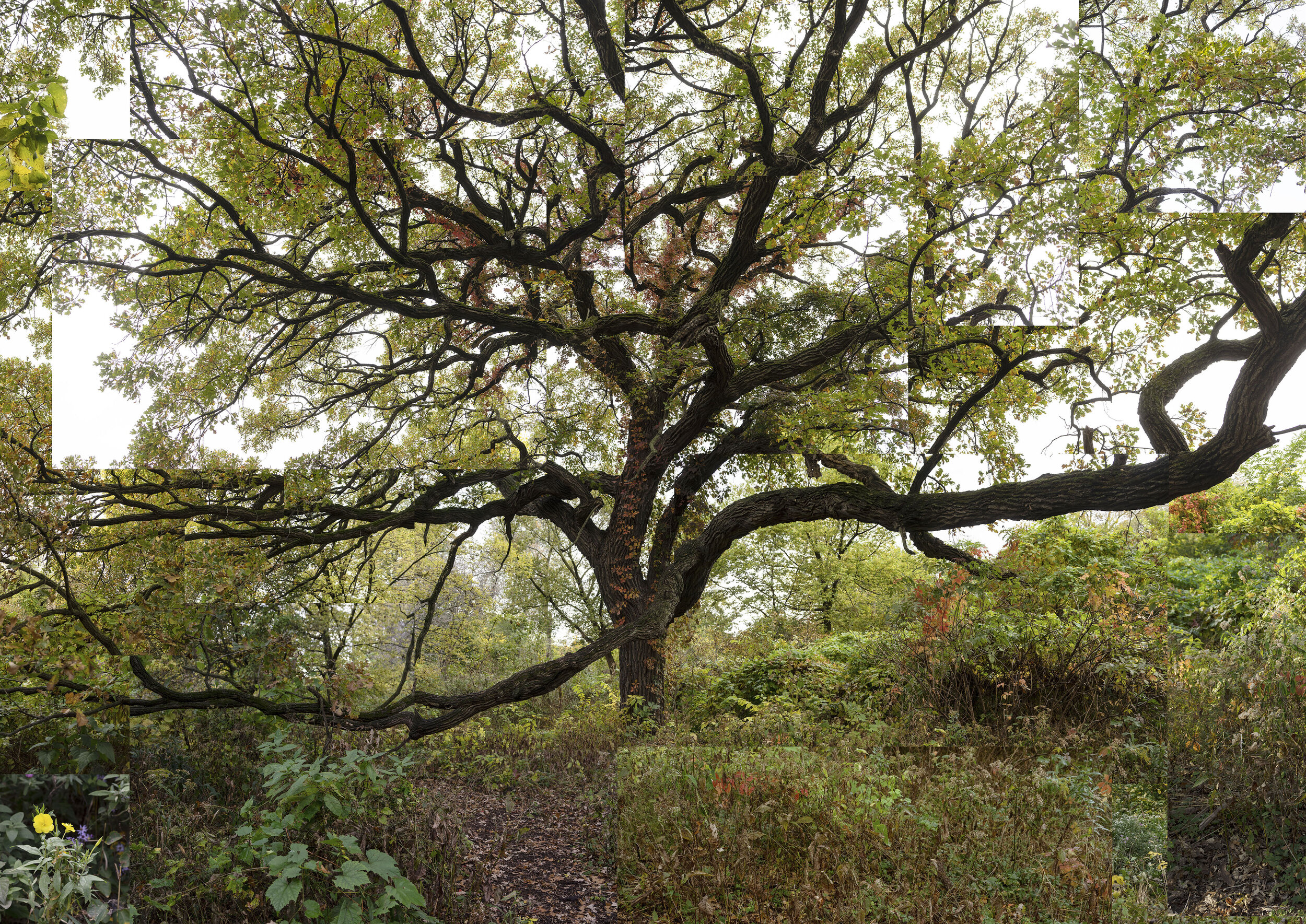 7.Terry_Evans_Bur_ Oak_FALL_ 2020.jpg