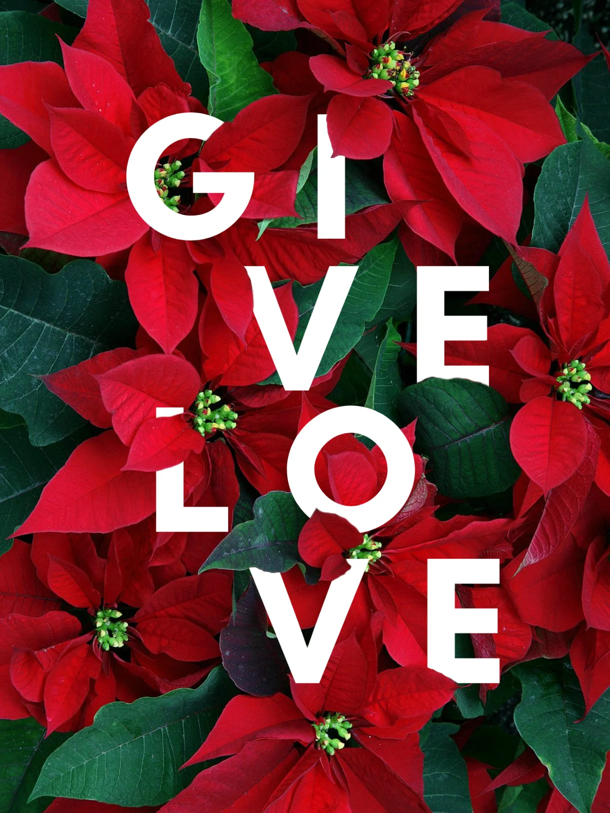 Give Love Poinsettia Graphic.jpg