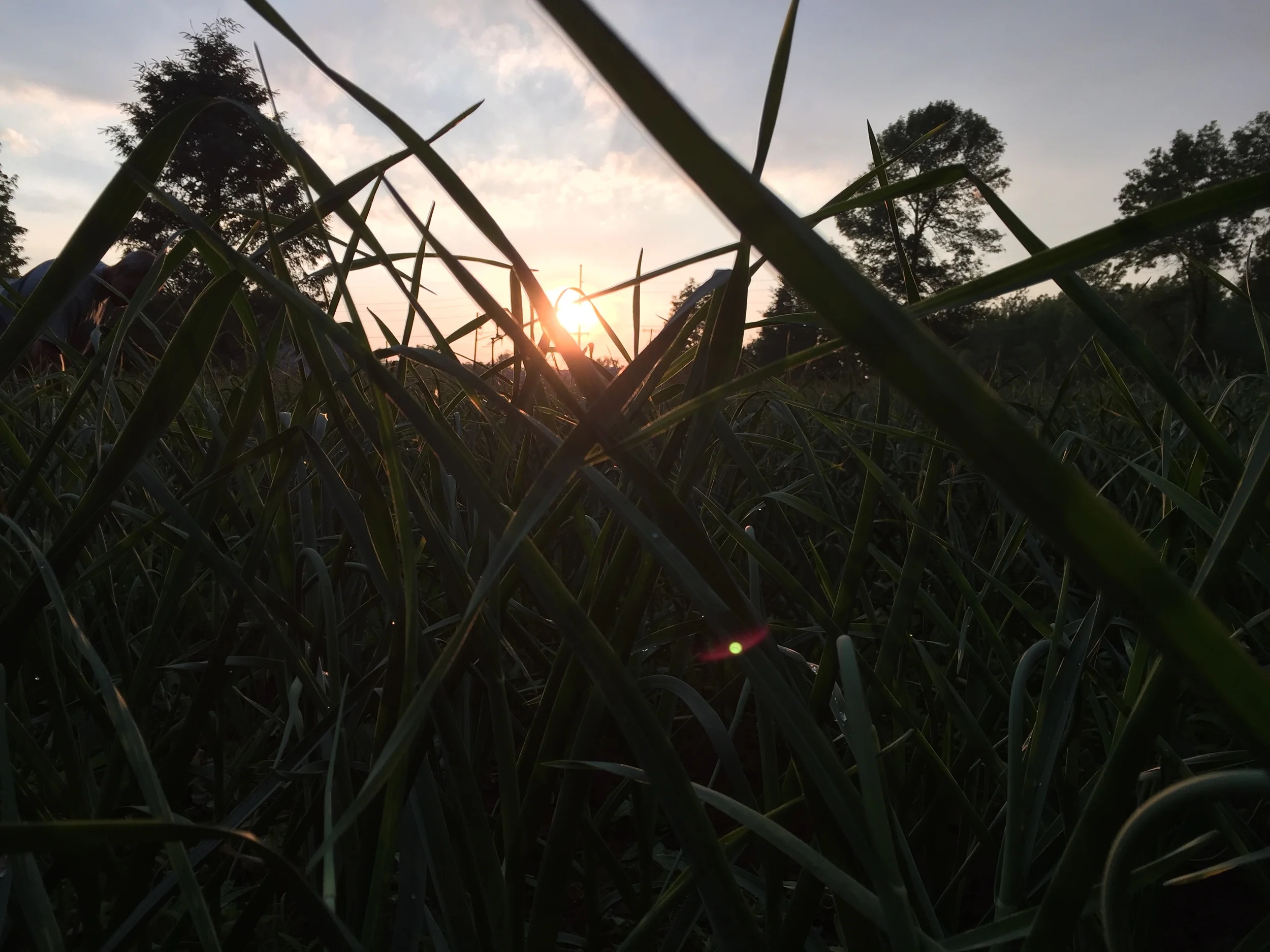 Growing organic garlic